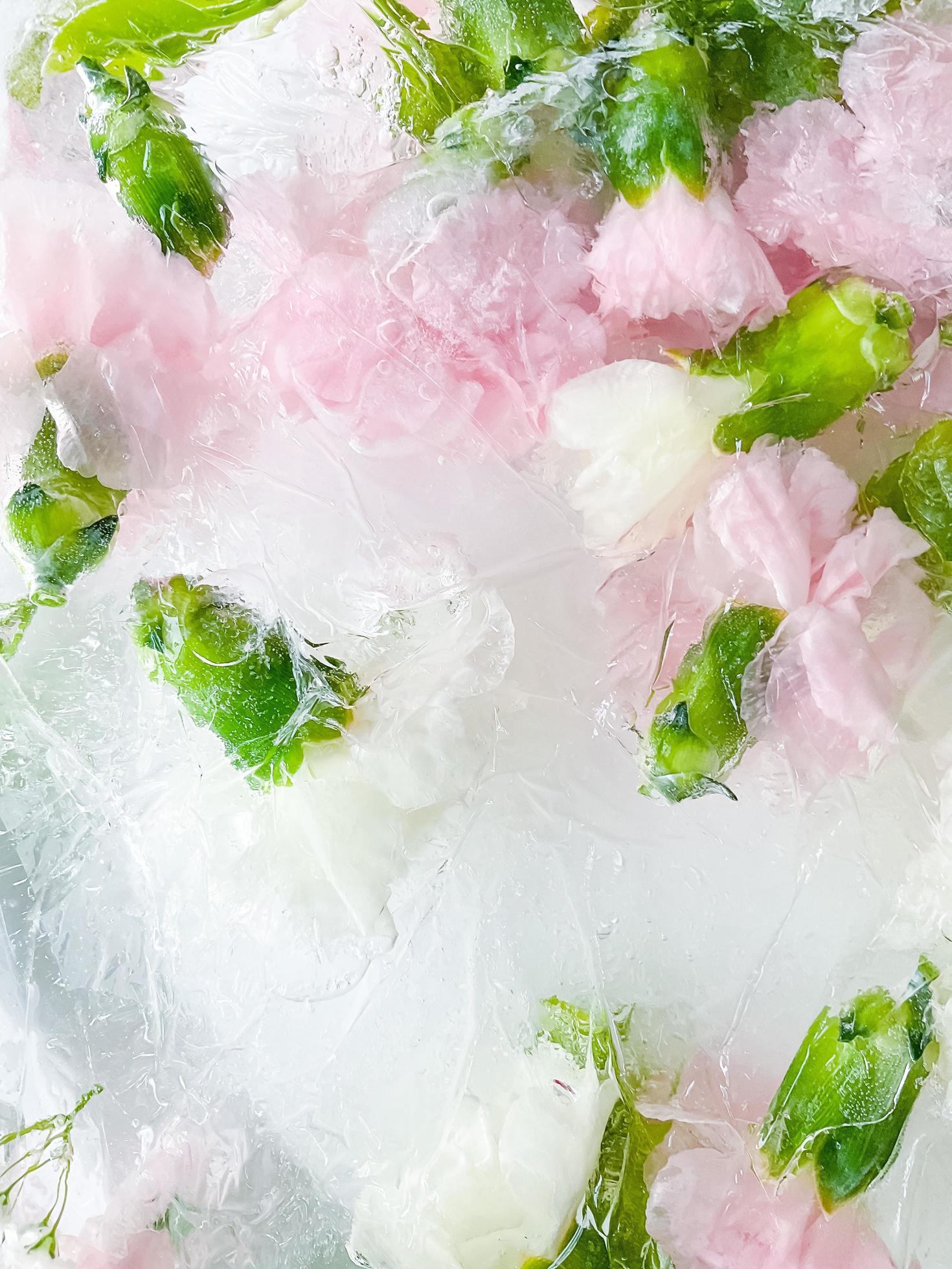 carnation, garden flowers frozen in ice. backgraund Stock Free