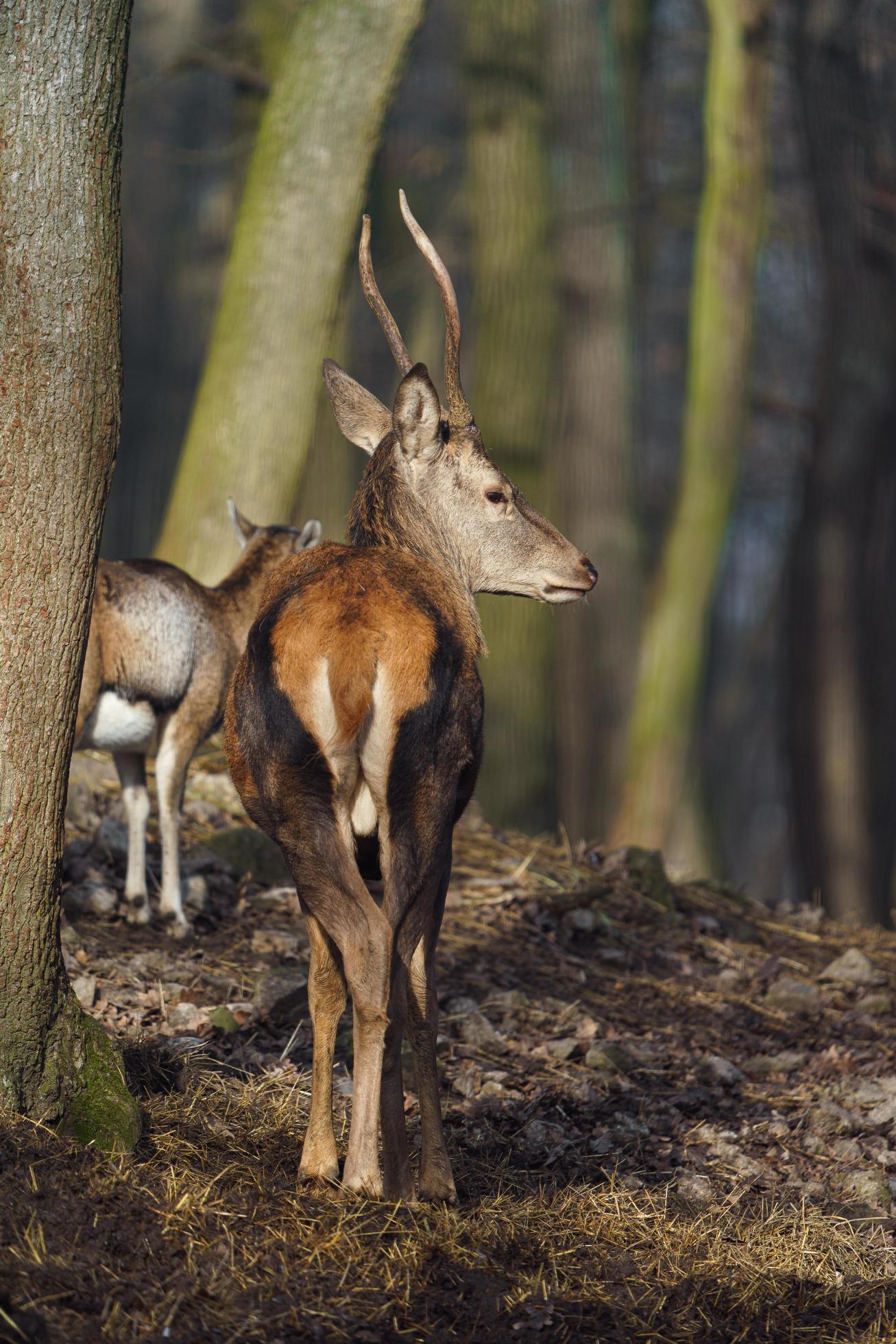 Red deer in forest Stock Free