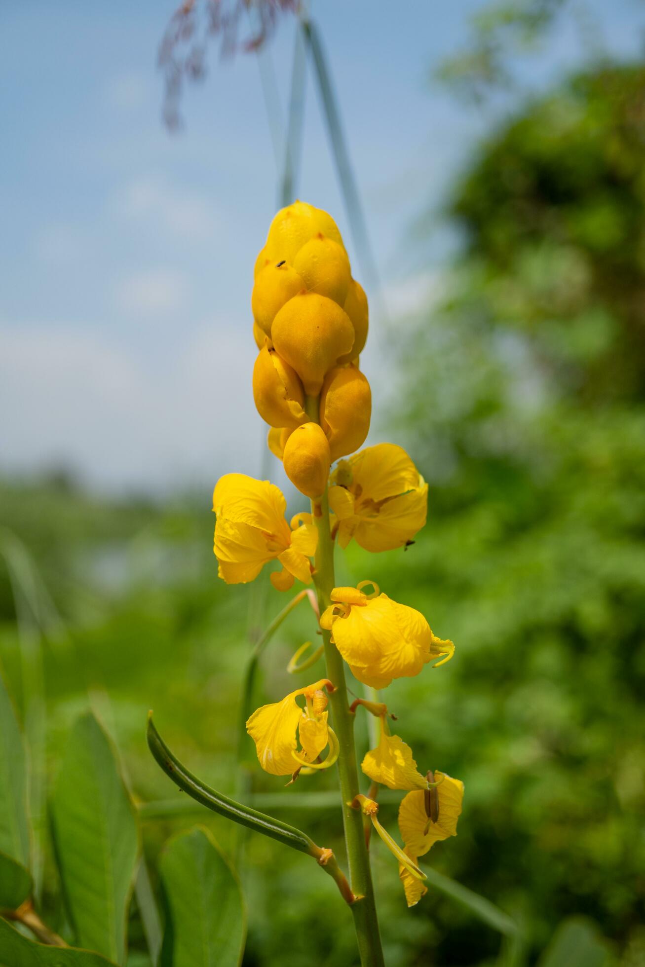 Wild yellow flower when is blossom at the spring time. The photo is suitable to use for botanical flower content media and nature background. Stock Free