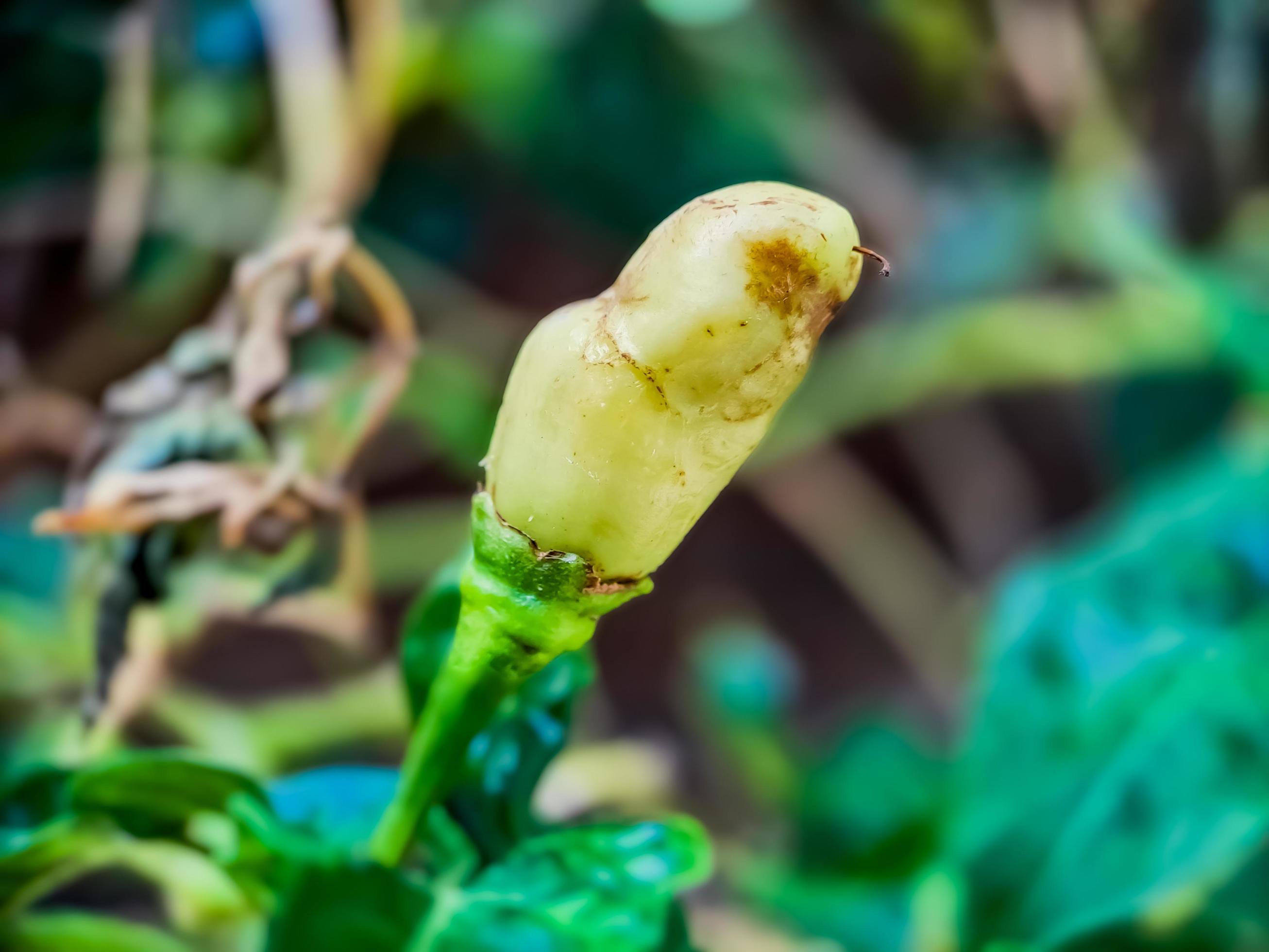 Little red cayenne pepper on organic garden farm. plants that are food and plants Stock Free