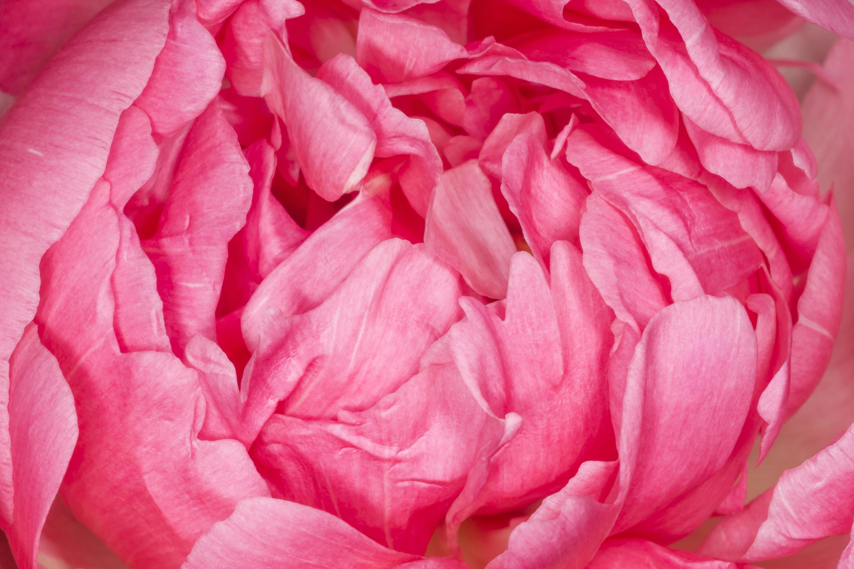 petals of pink peony flower Stock Free