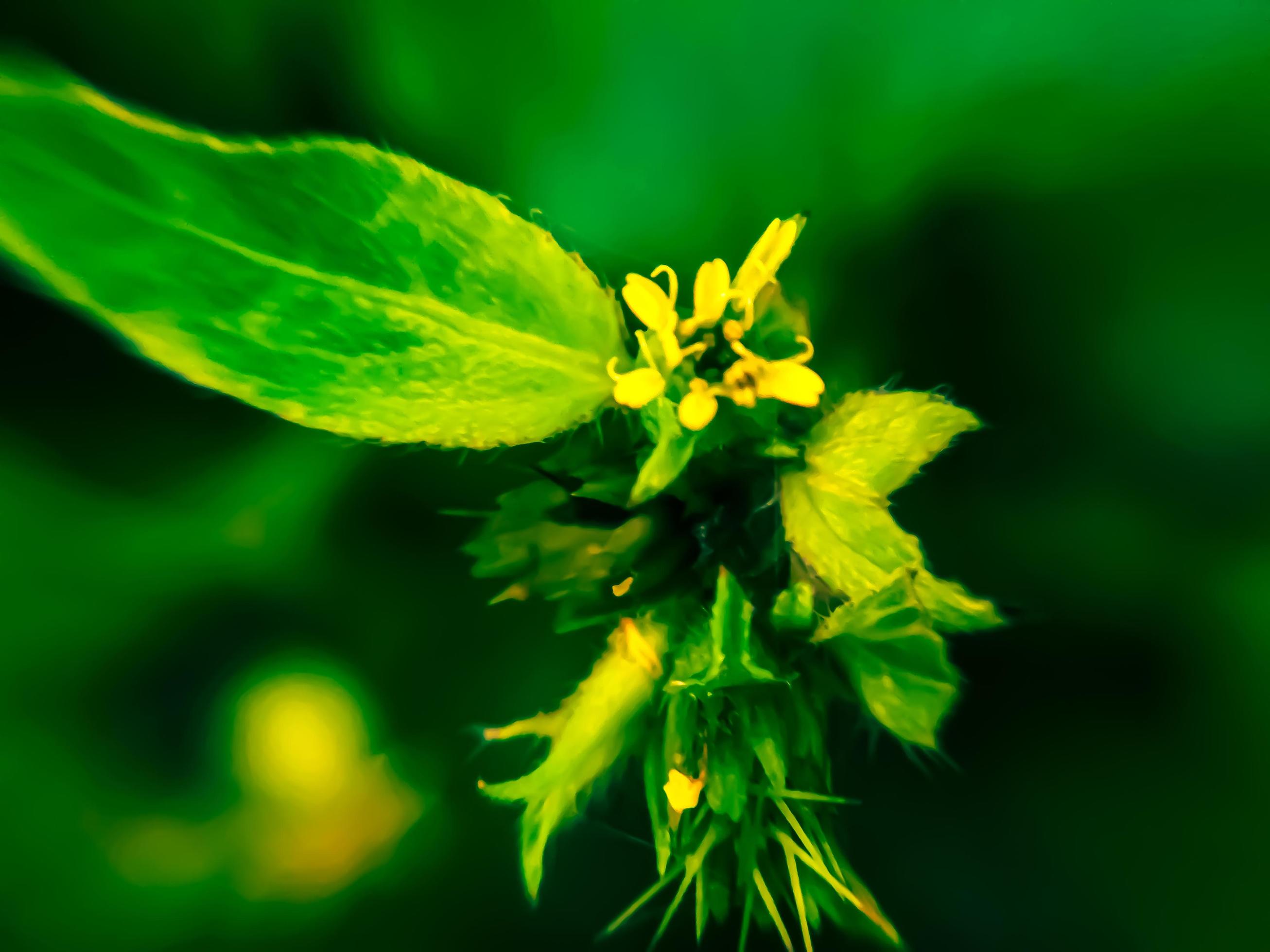 Beautiful yellow flower on a blurred background. Flower macro photo. Stock Free