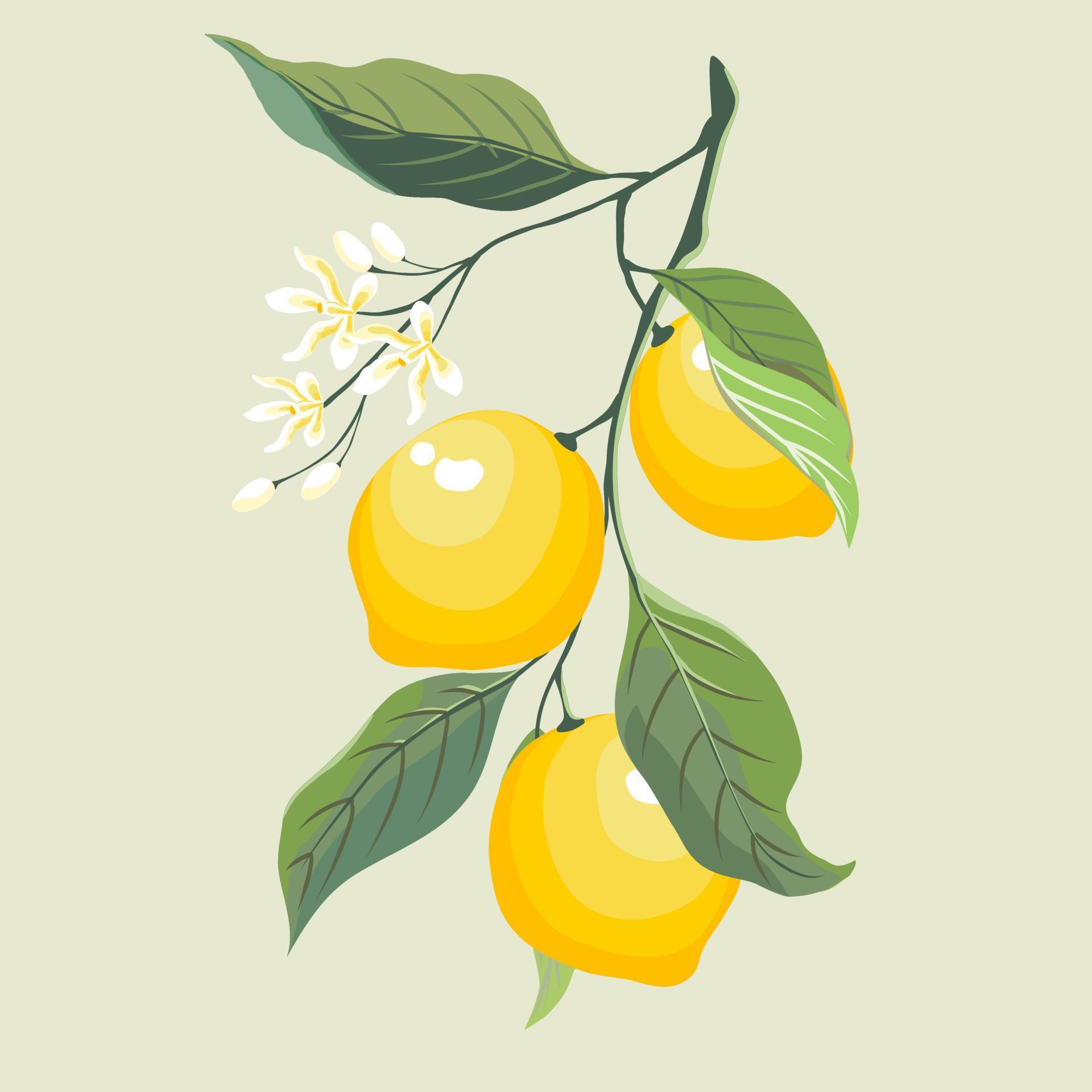 A big branch of 3 yellow limes or lemon, small white flowers and green leaves. Isolate flat vector image. Stock Free and Free SVG