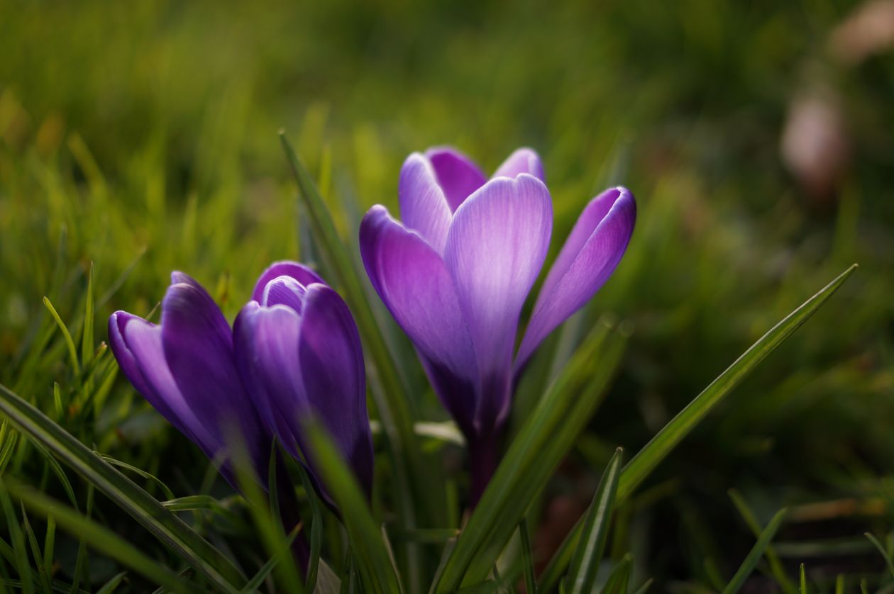 Violet flowers Stock Free