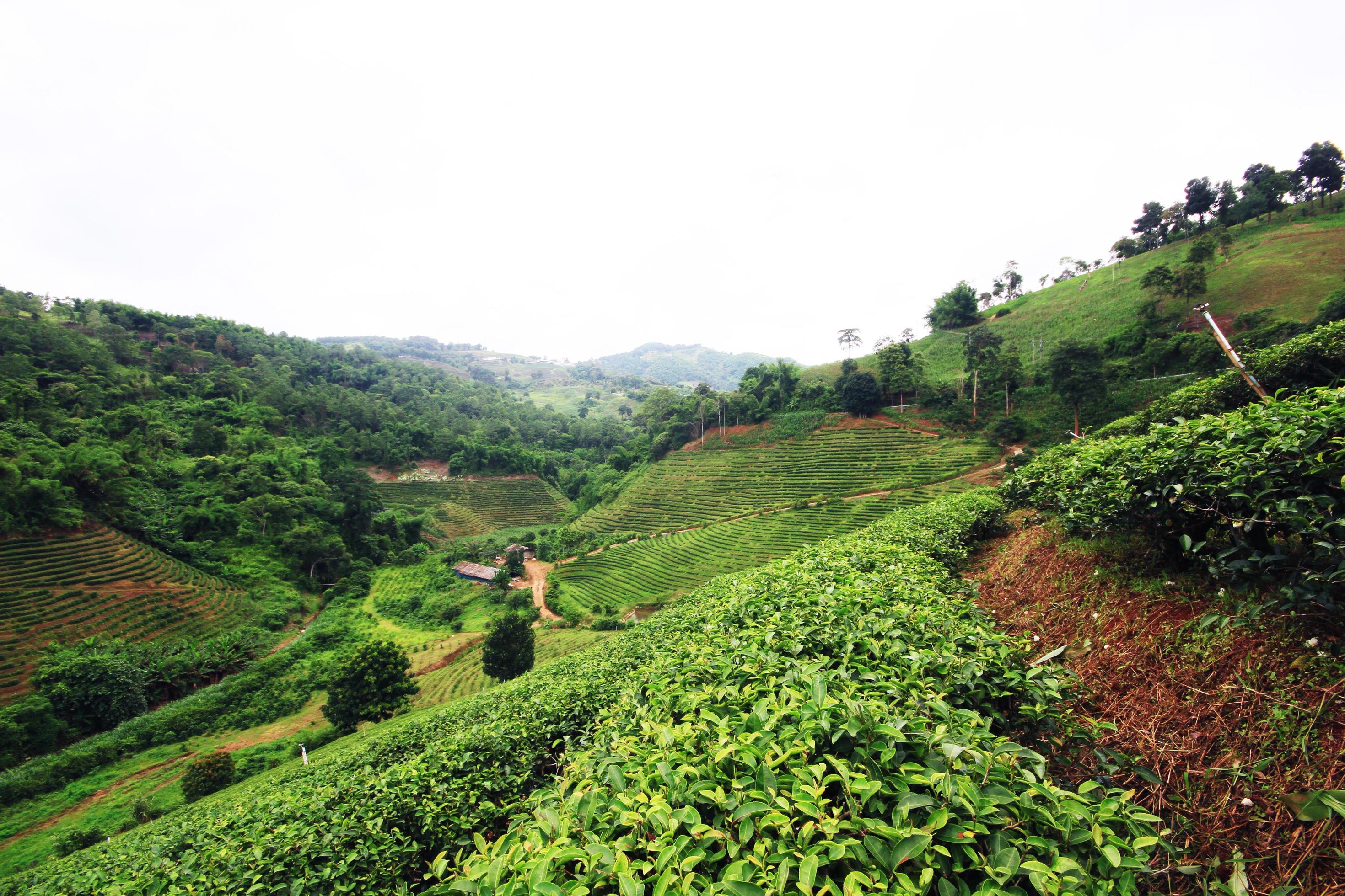 Tea Plantation in sunrise on the mountain and forest in rain season is very beautiful view in Chiangrai Province, Thailand. Stock Free