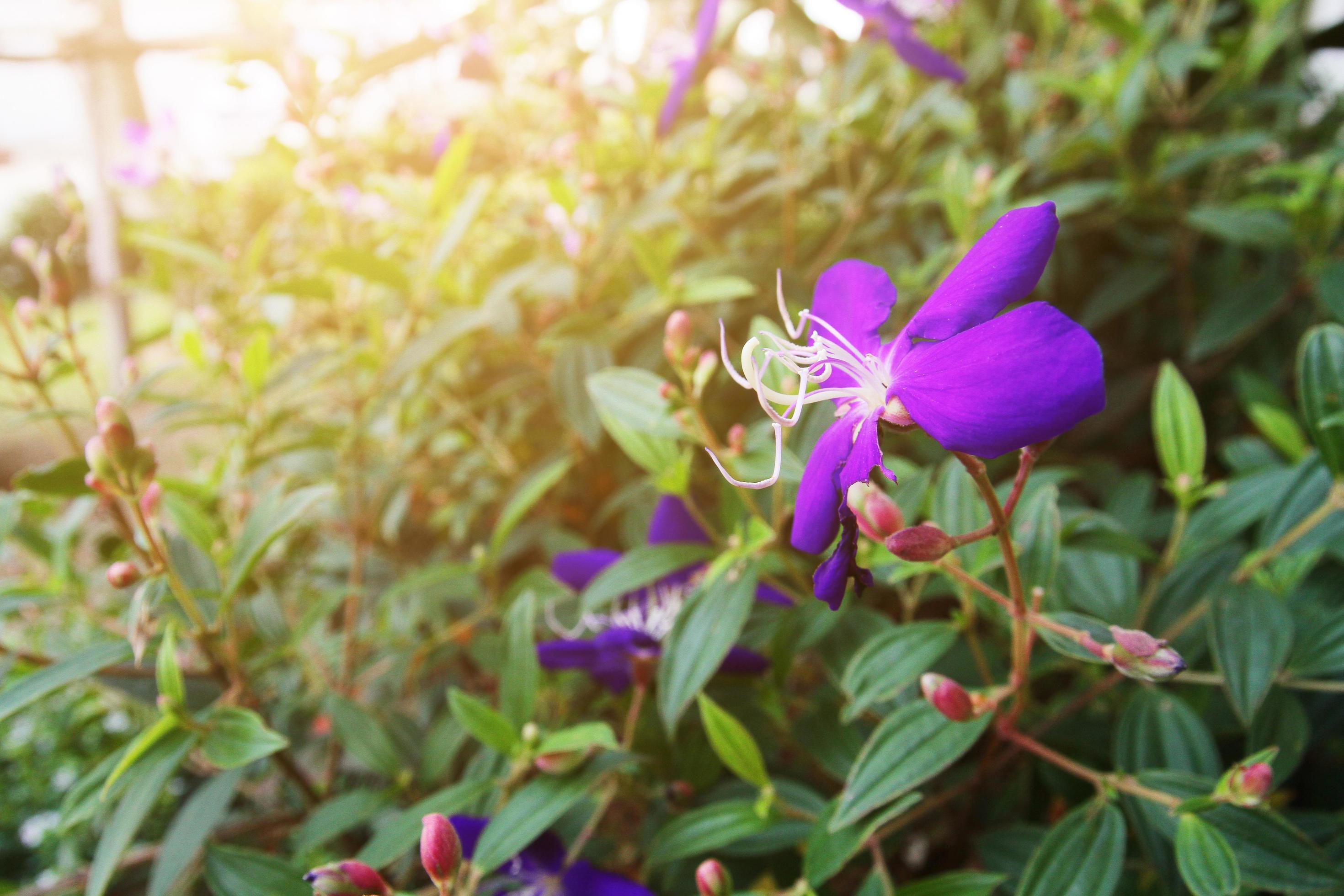 Violet flowers with sunlight in the Wild forest and garden. Stock Free