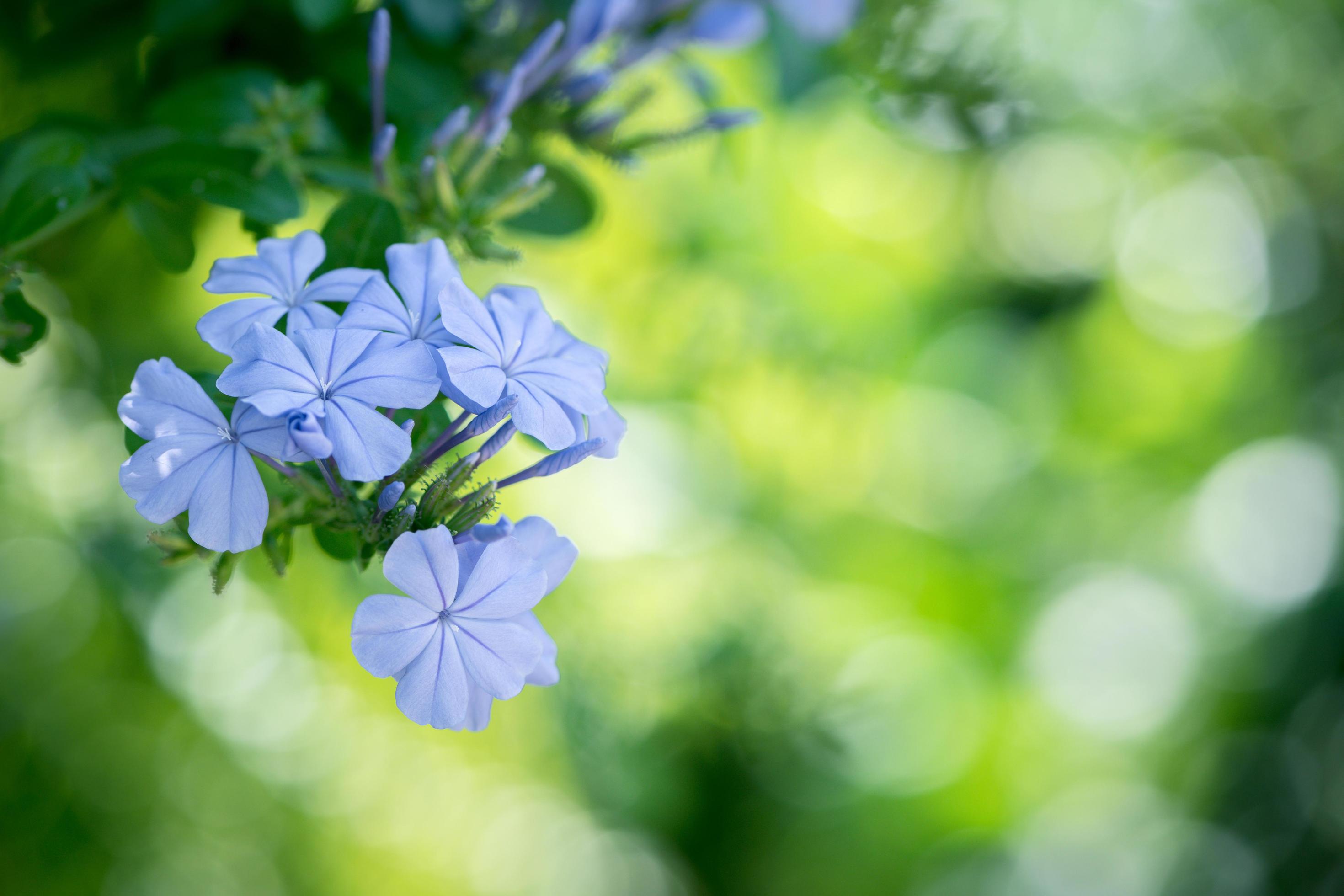 beautiful blue flower of Plumbago auriculata in garden, Stock Free