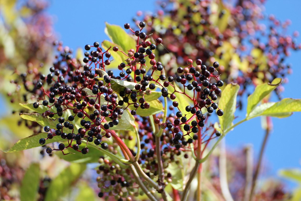 Black elderberry Stock Free