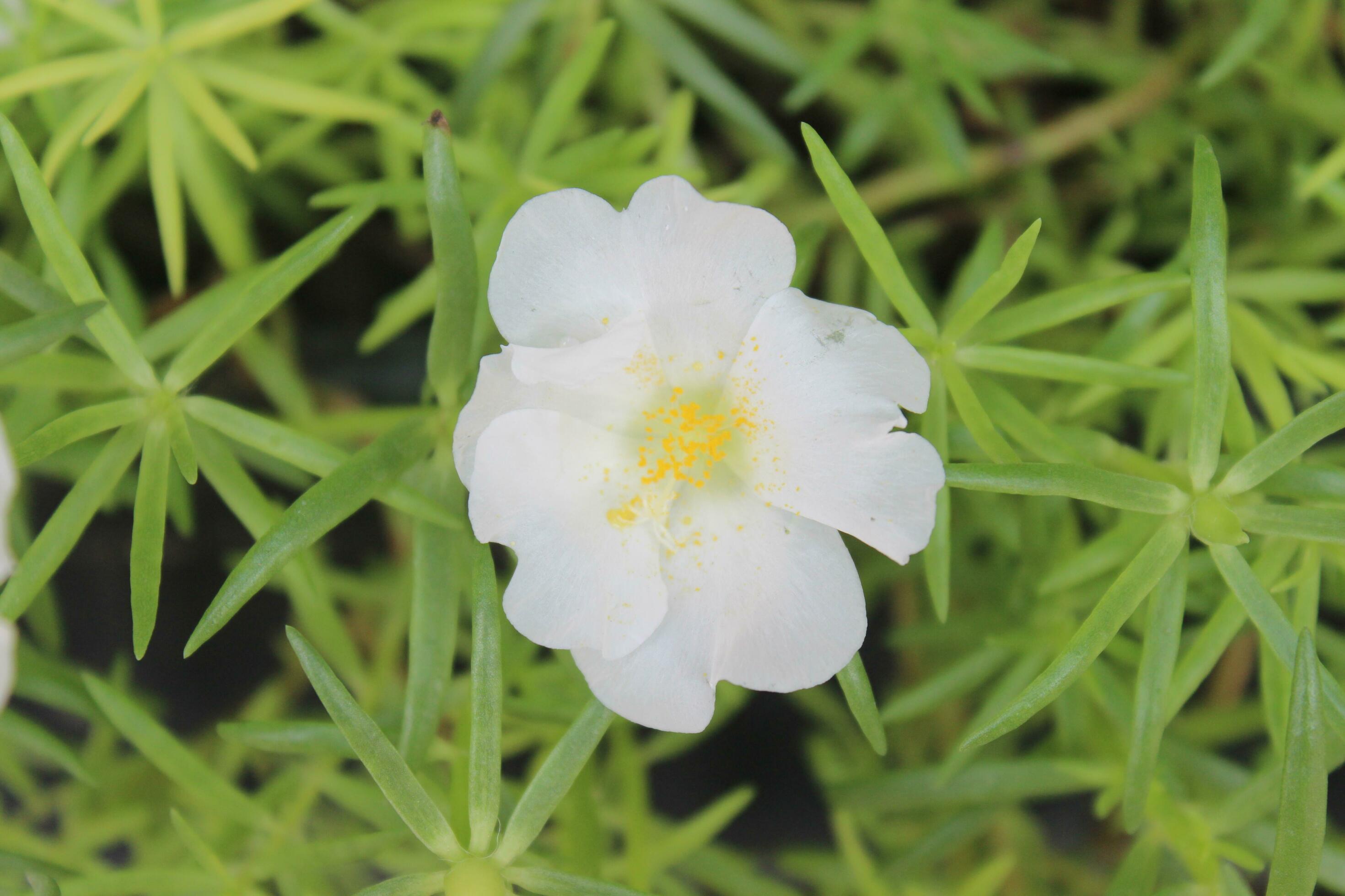 Portulaca oleracea common purslane, also known as verdolaga, red root, or pursley is an annual succulent in the family Portulacaceae. Stock Free