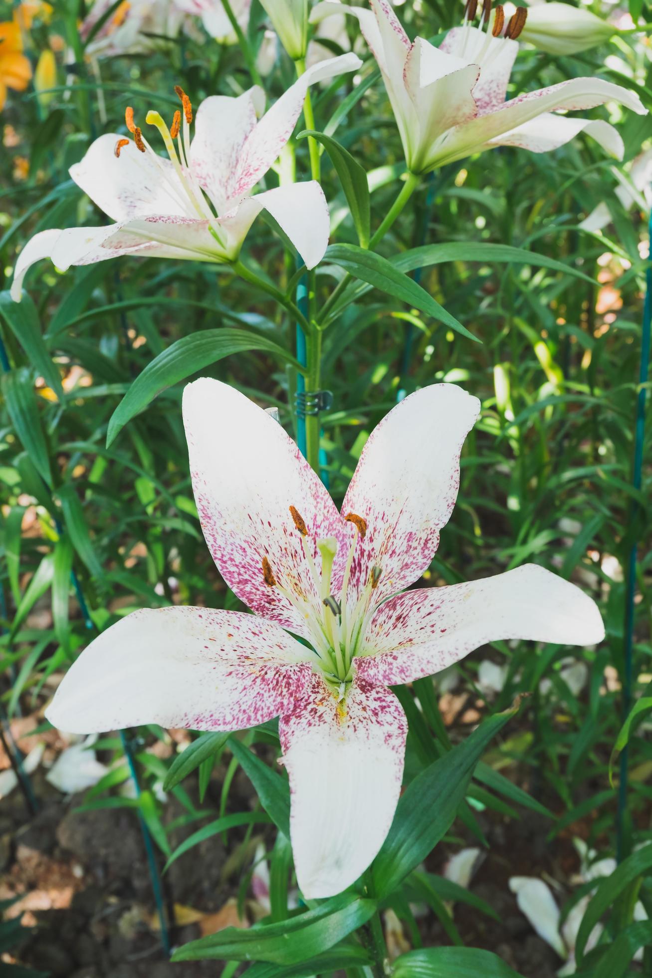 Beautiful white lily flower in botanic garden floral decoration Stock Free