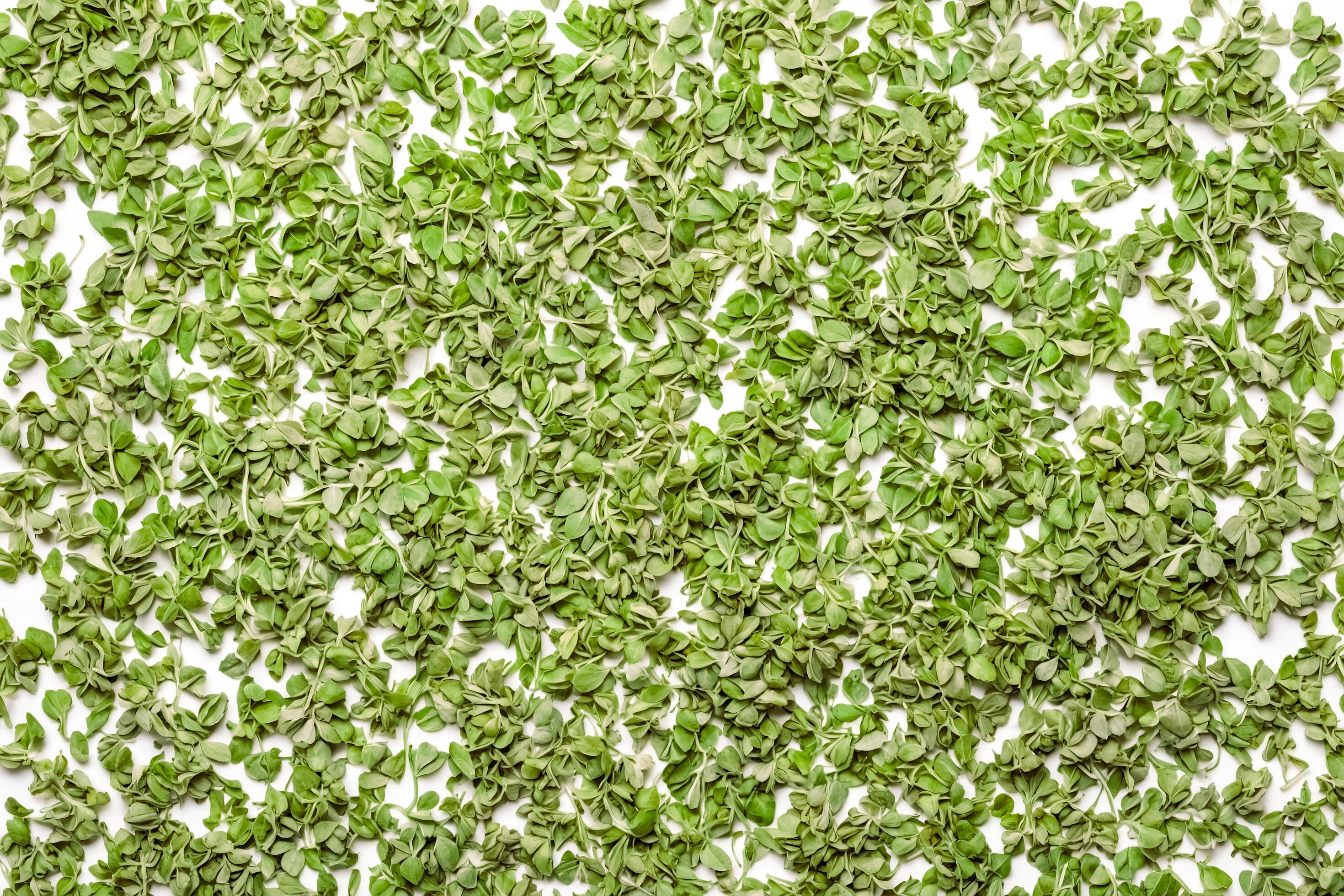 Green Herbs on White Background Stock Free