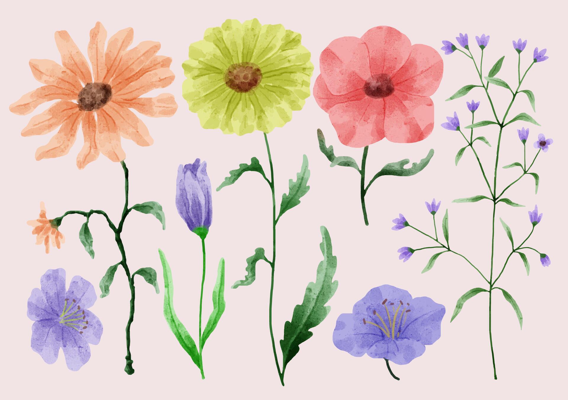 A set of flowers painted in watercolor for various cards and greeting cards. Stock Free