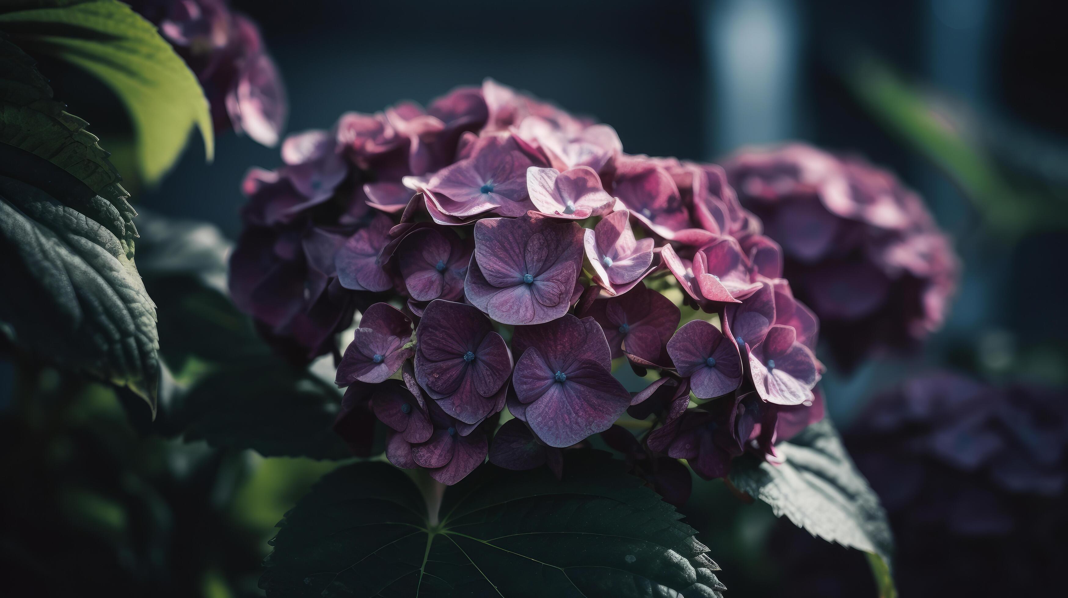 Hydrangea flower background. Illustration Stock Free