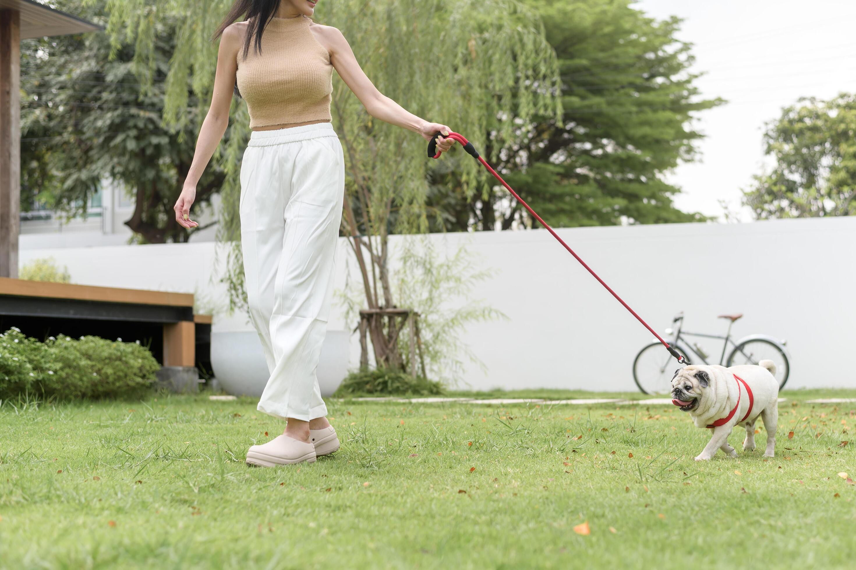 Happy asian woman playing with Cute Smart pug Puppy Dog In the Backyard Stock Free