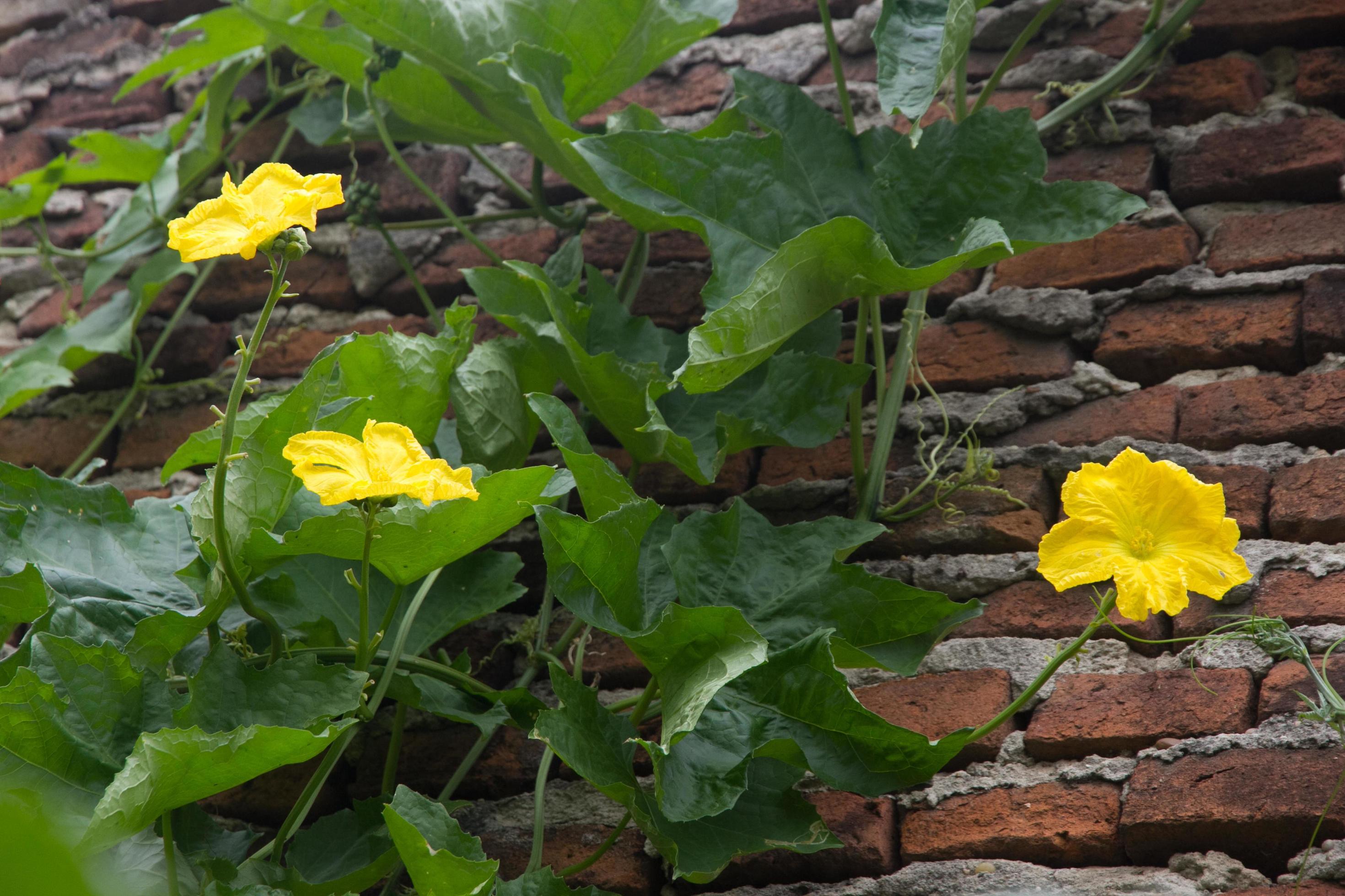 male and female flowers of luffa or vegetable sponge Stock Free