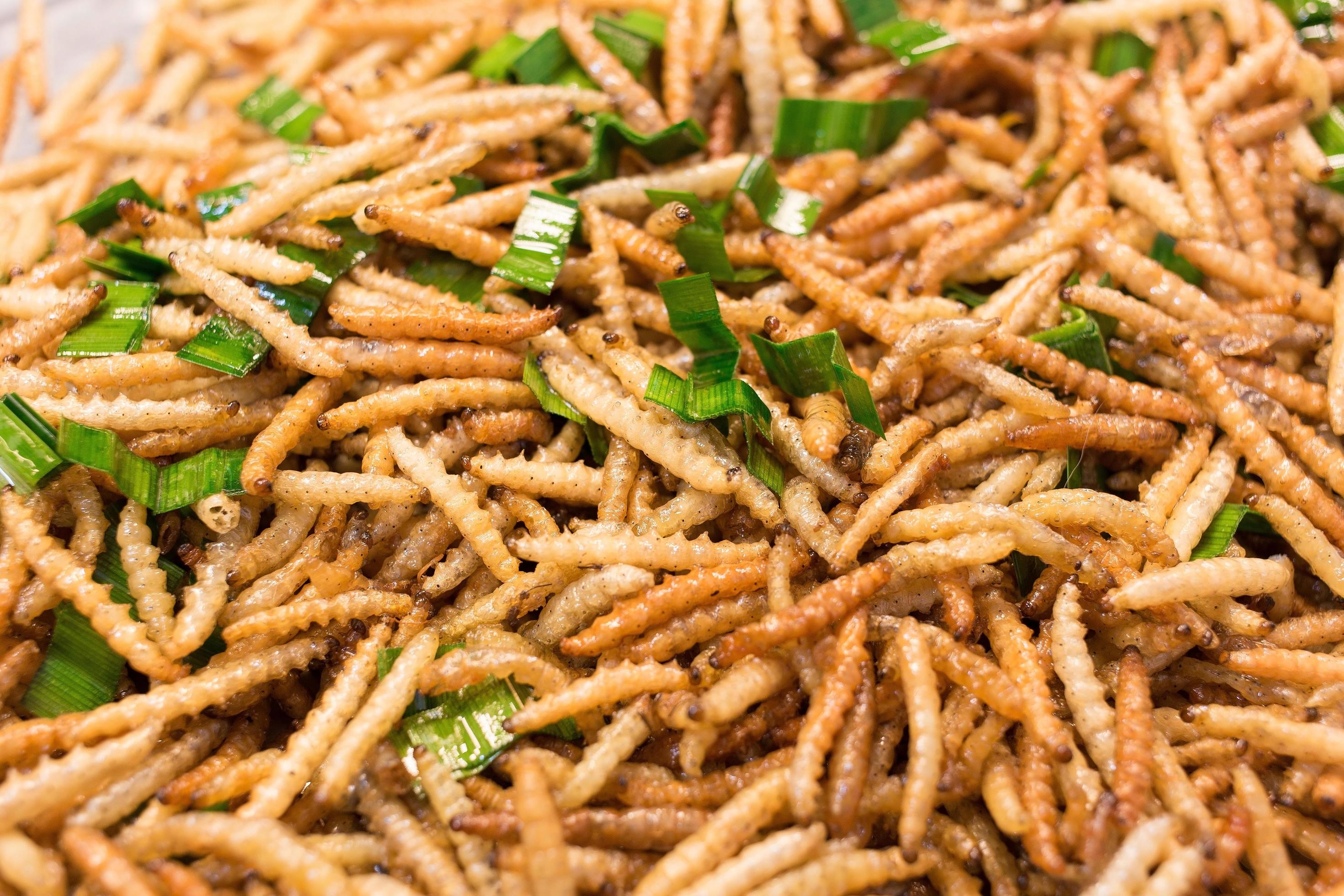 Bamboo worm fried, fried insects are a high protein foods. Its habitat are the bamboo groves and forests in the cooler regions of northern Thailand. Stock Free