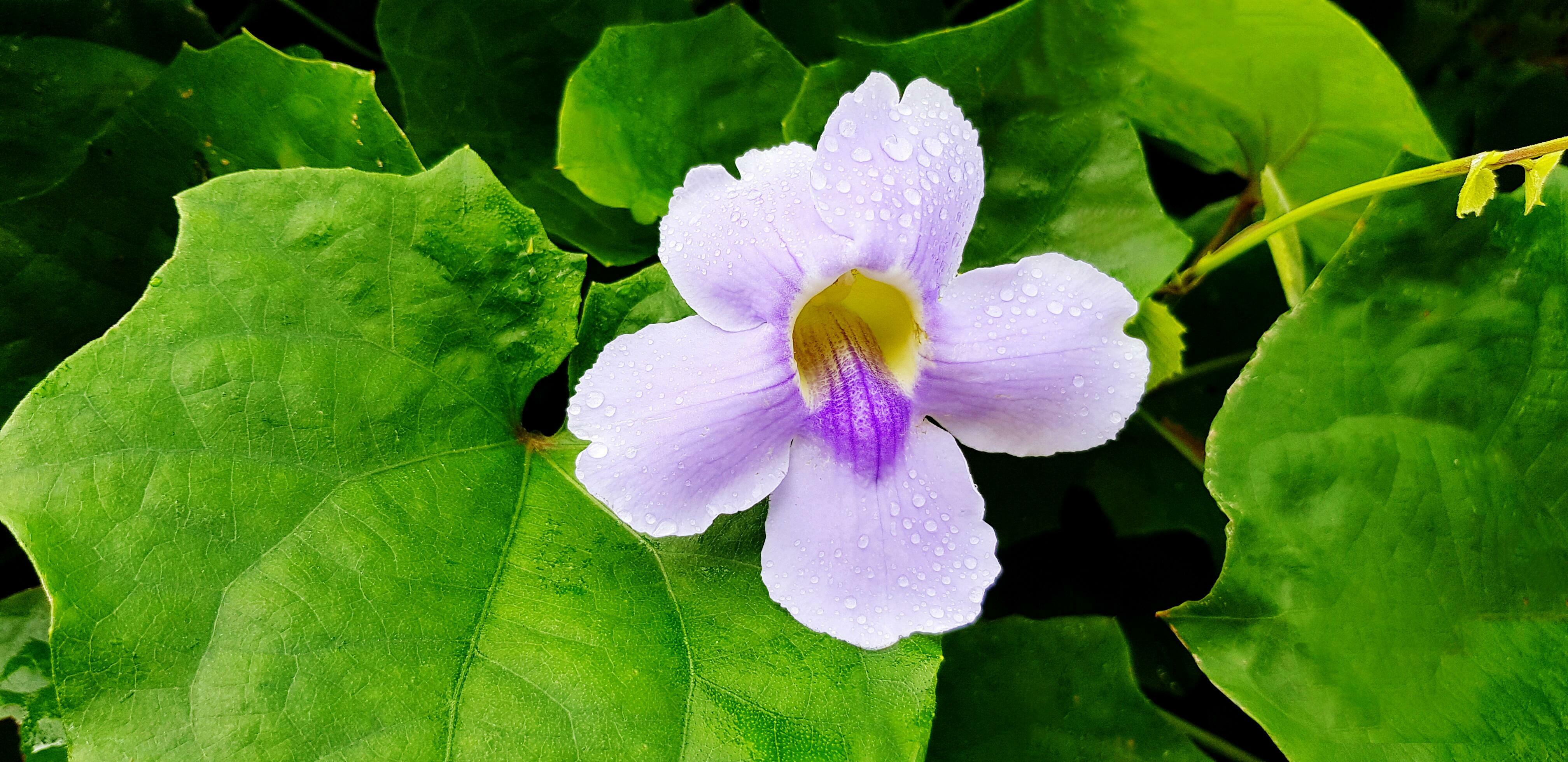 Violet or Purple flower and raindrops with green leaves background. Beauty of Nature and Plant concept Stock Free