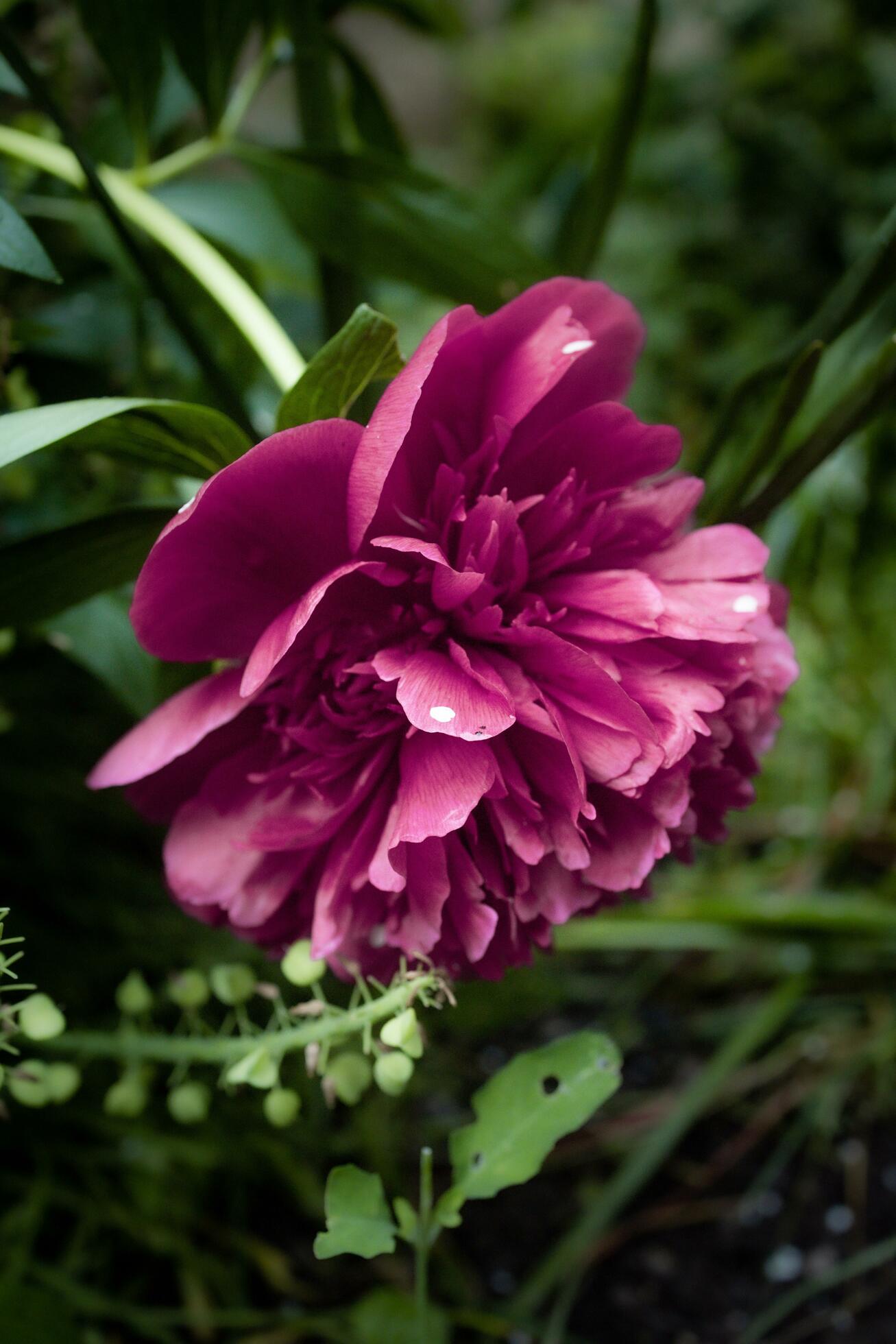 close up of a pink flower Stock Free