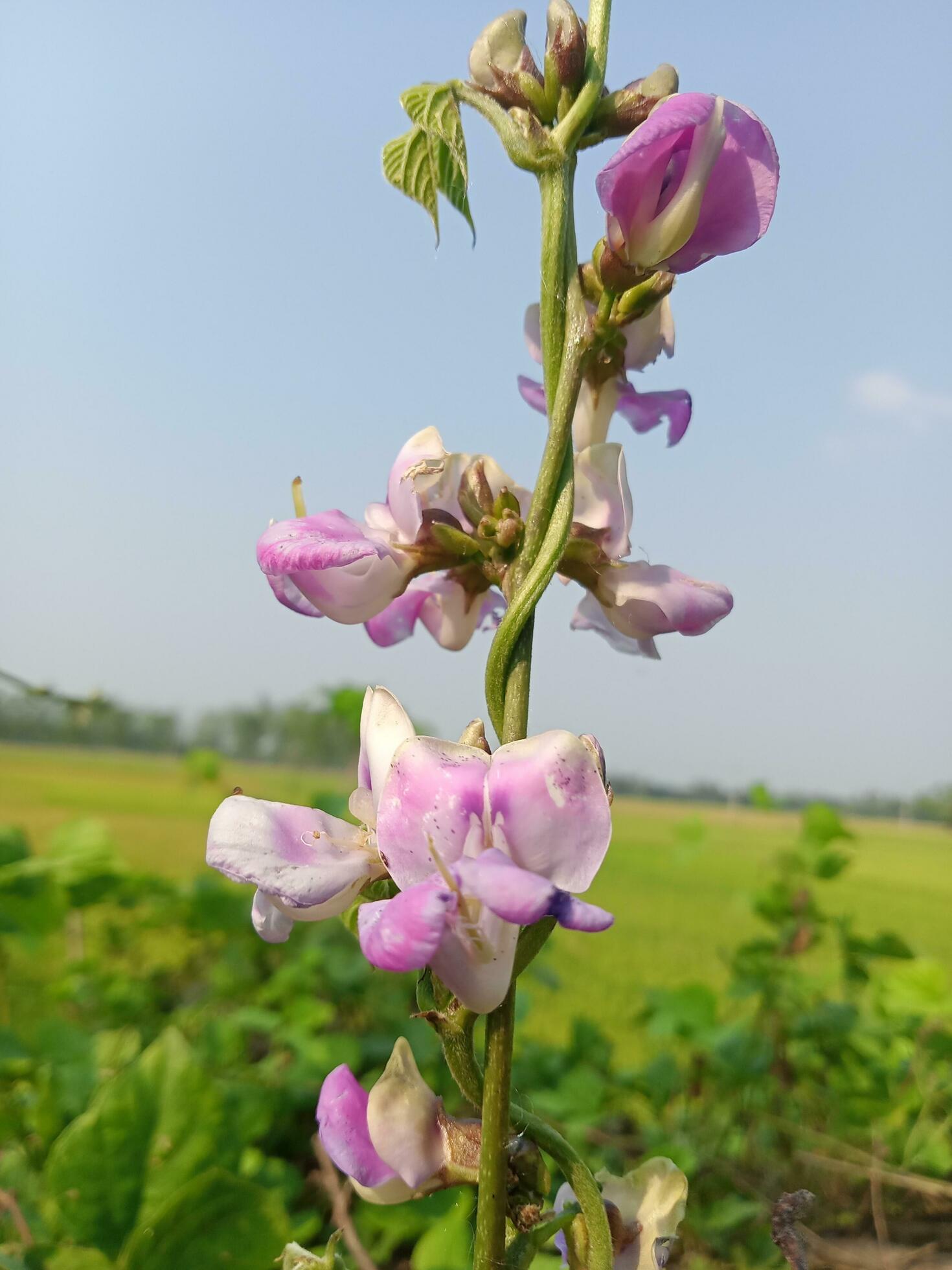 Hyacinth bean, beauty flower, beauty nature Stock Free