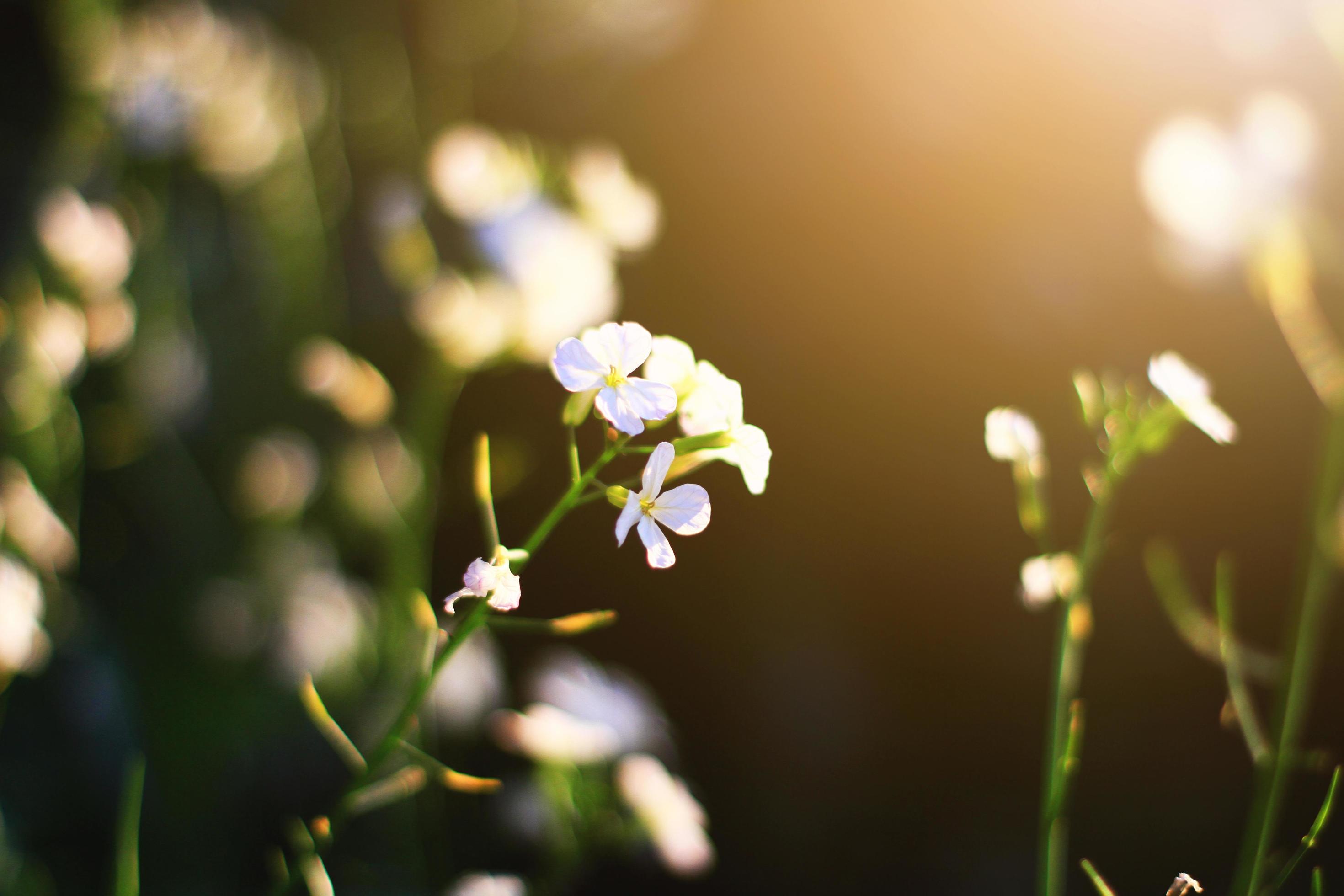 Beautiful bloming white wild flowers fields in springtime and natural sunlight shining on mountain. Stock Free