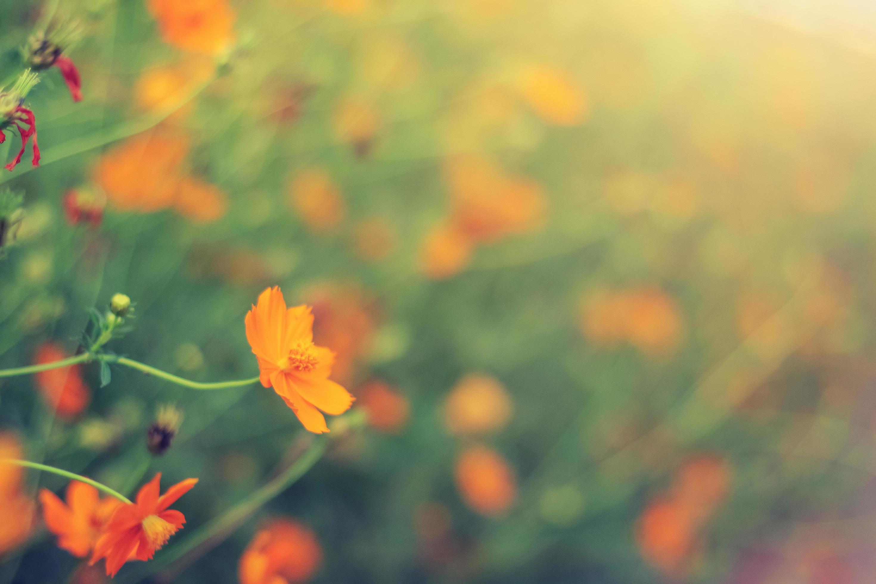 Blooming sulfur cosmos flowers field Stock Free