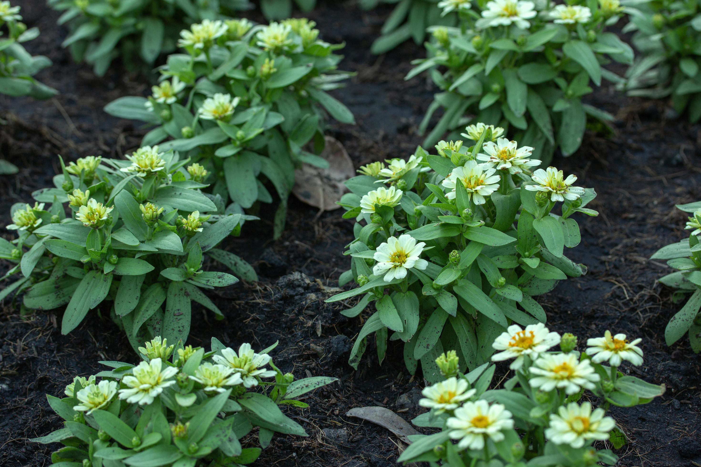 Zinnia Flowers Blooming in the Garden Stock Free