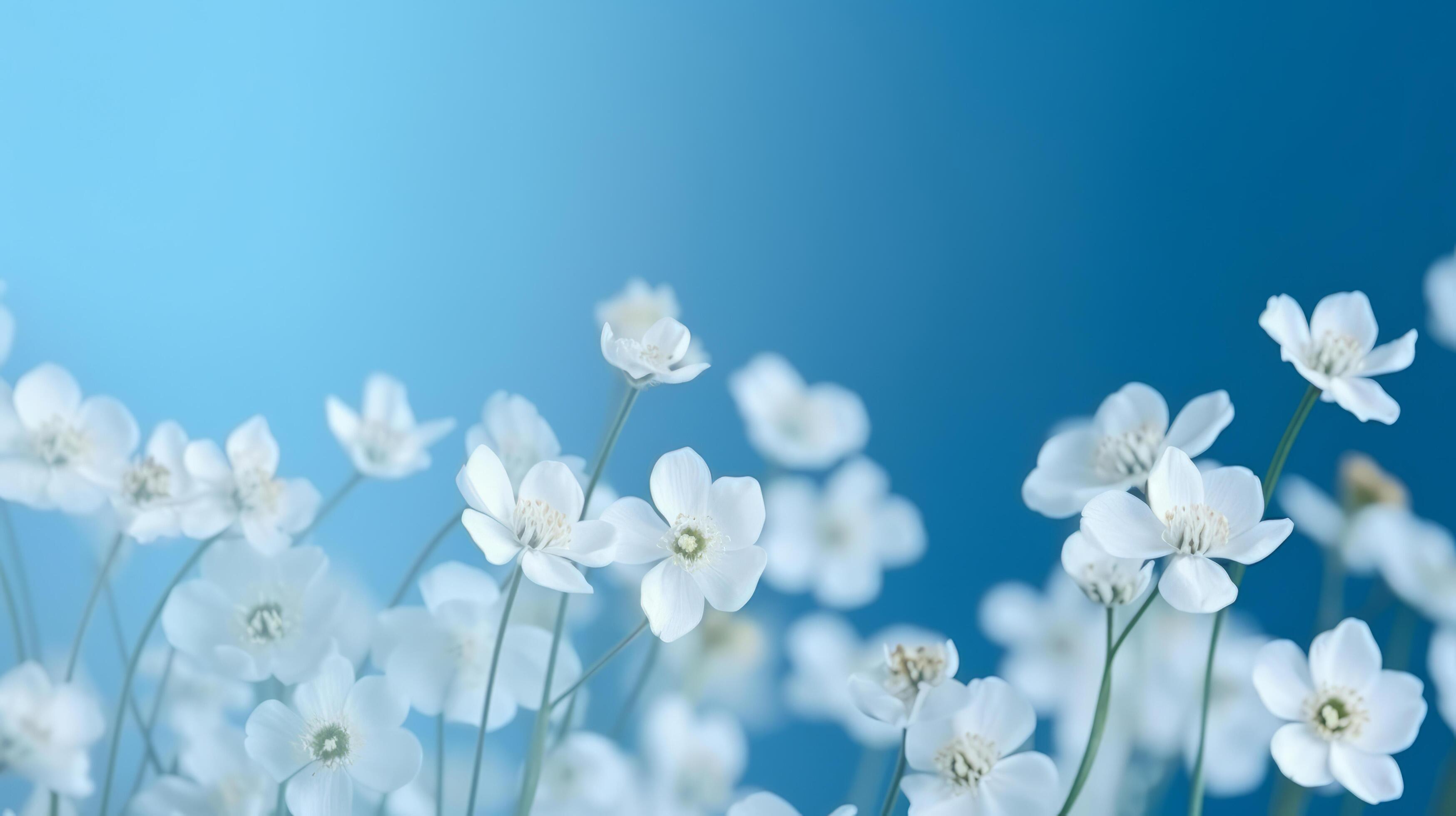 White spring flowers on blue background. Illustration Stock Free