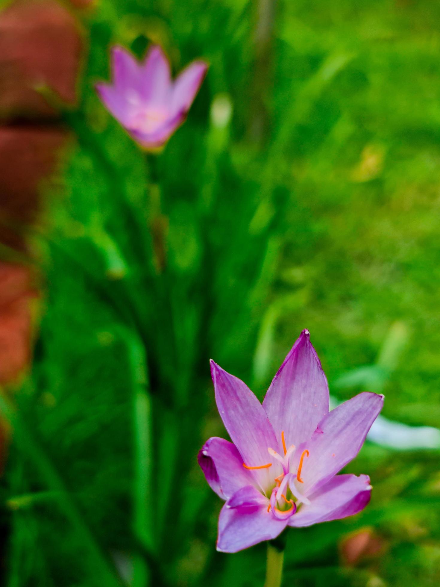 Little purple flower Stock Free