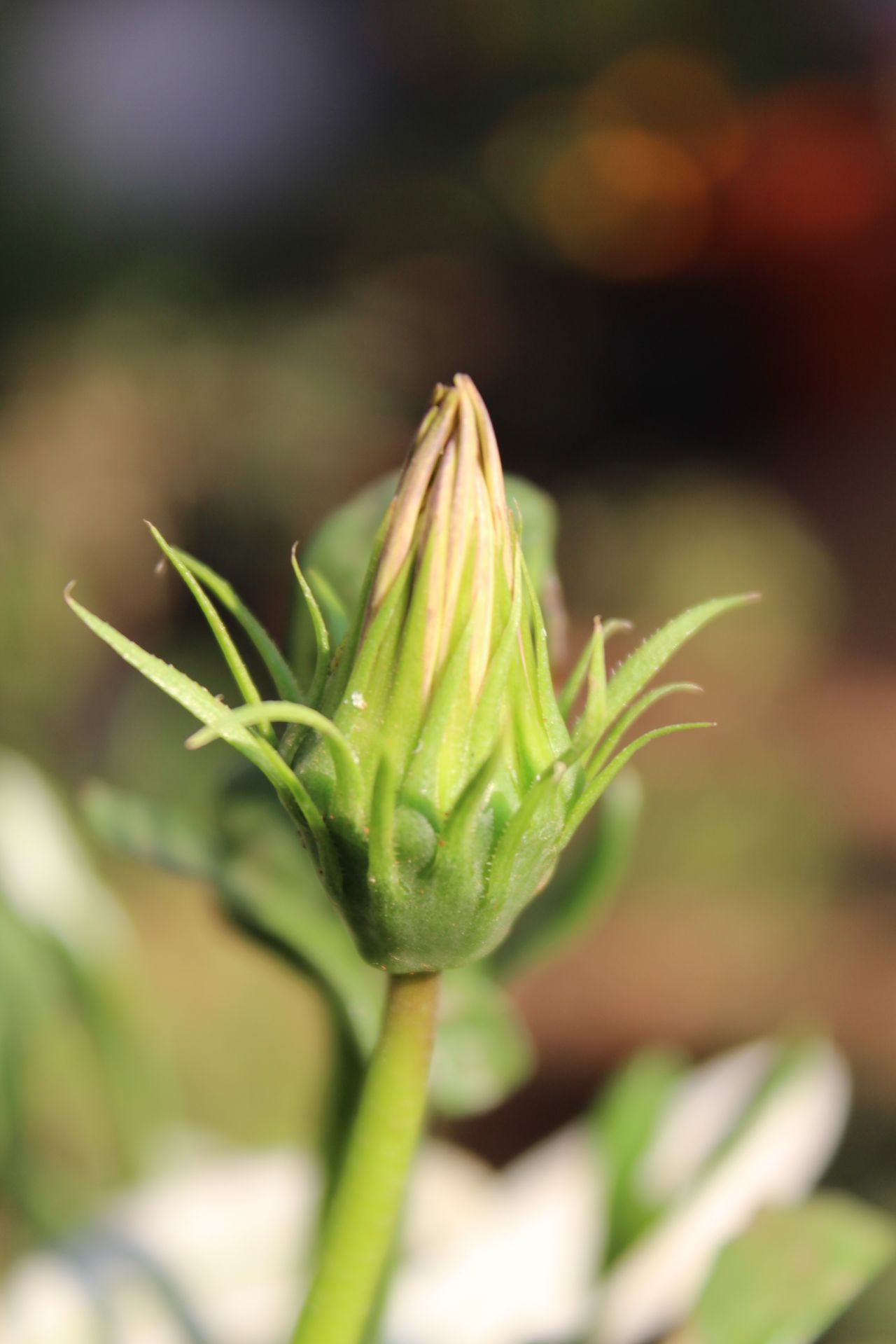 Flower Bud Stock Free