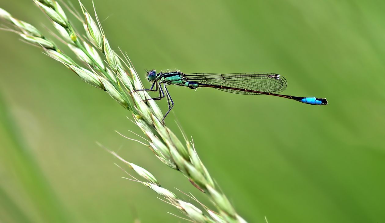 Damselfly Stock Free