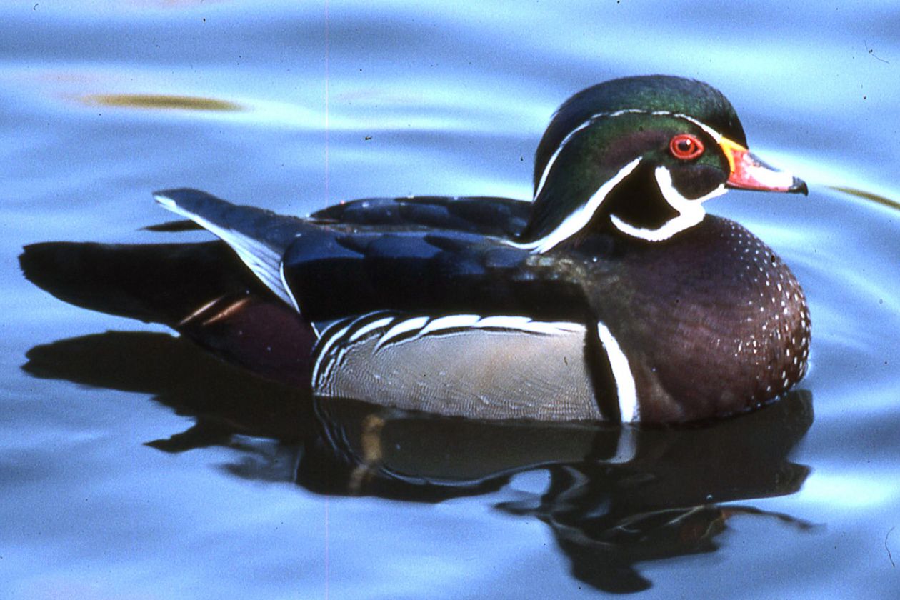 Wood duck Stock Free