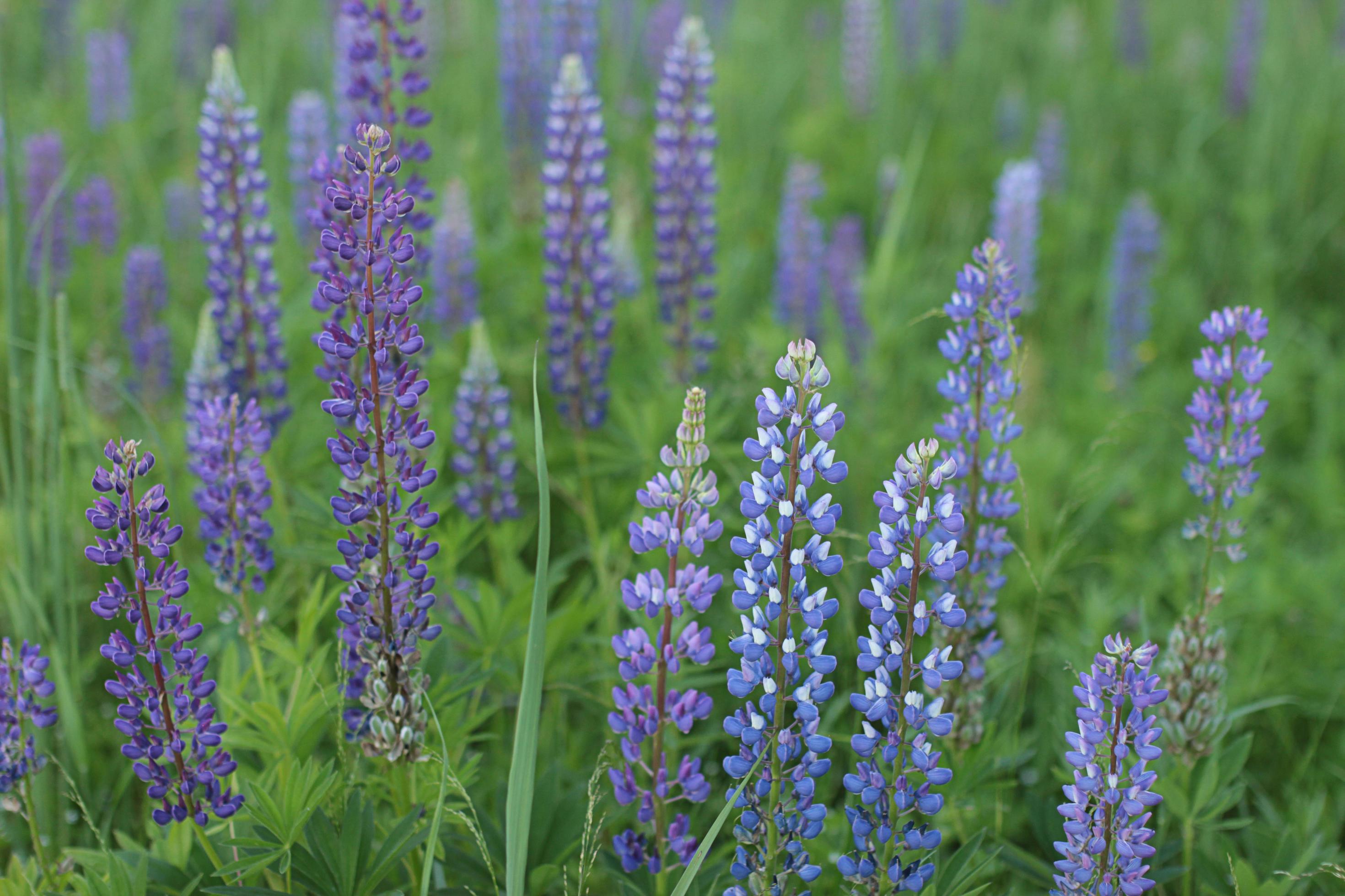 Blooming lupine. Background image or postcard with purple flowers. Earlier summer outside the city Stock Free