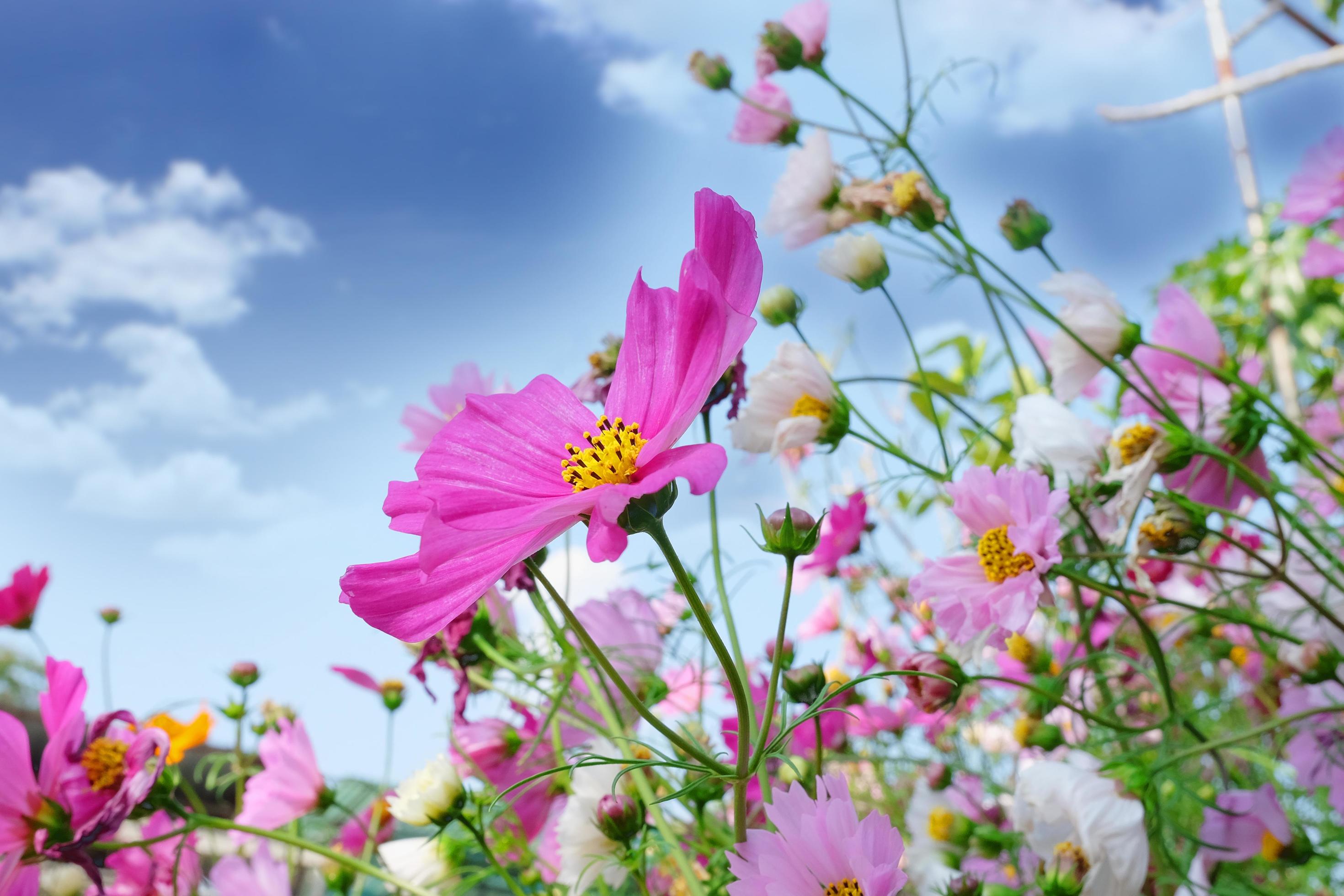 Cosmos flowers field with blue sky out door. Stock Free