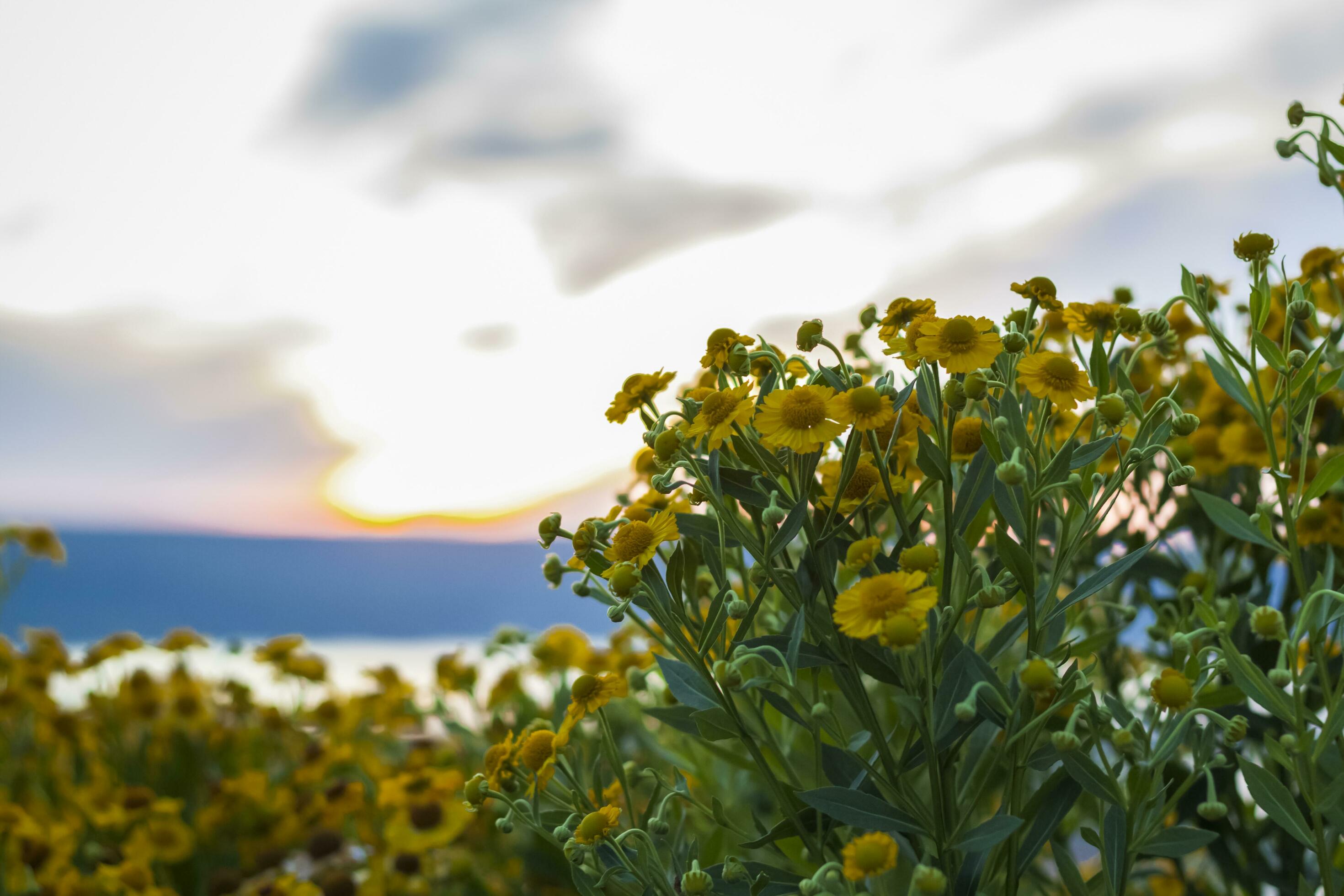 Wild bright flowers on the background of a beautiful sunset. Natural landscape. blue sky and yellow sunlight. landscape during sunset. Stock Free