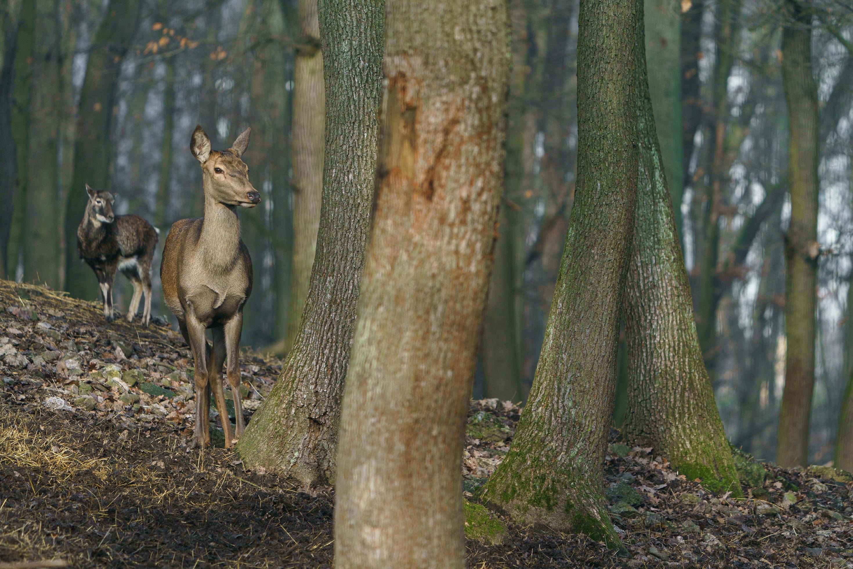 Red deer in forest Stock Free