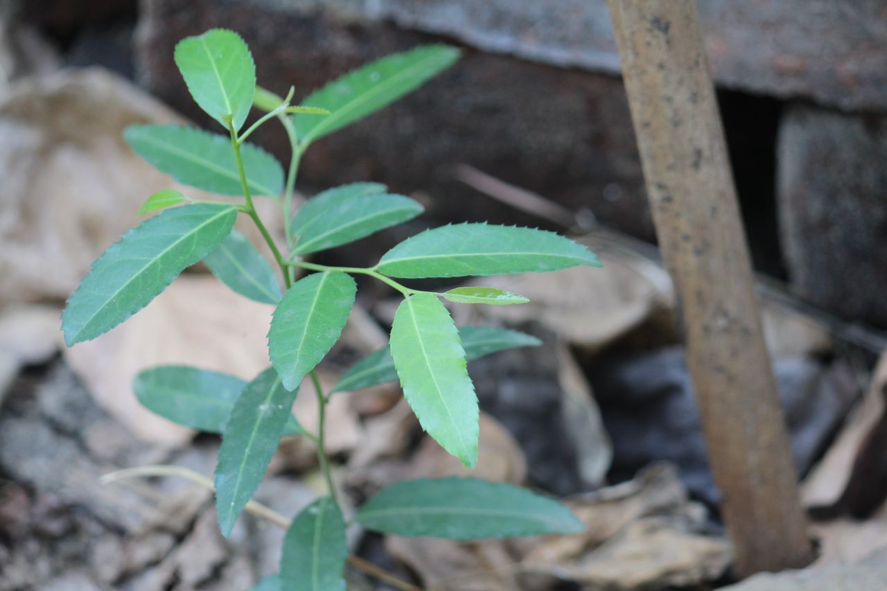 Basil Plant Leaves Stock Free