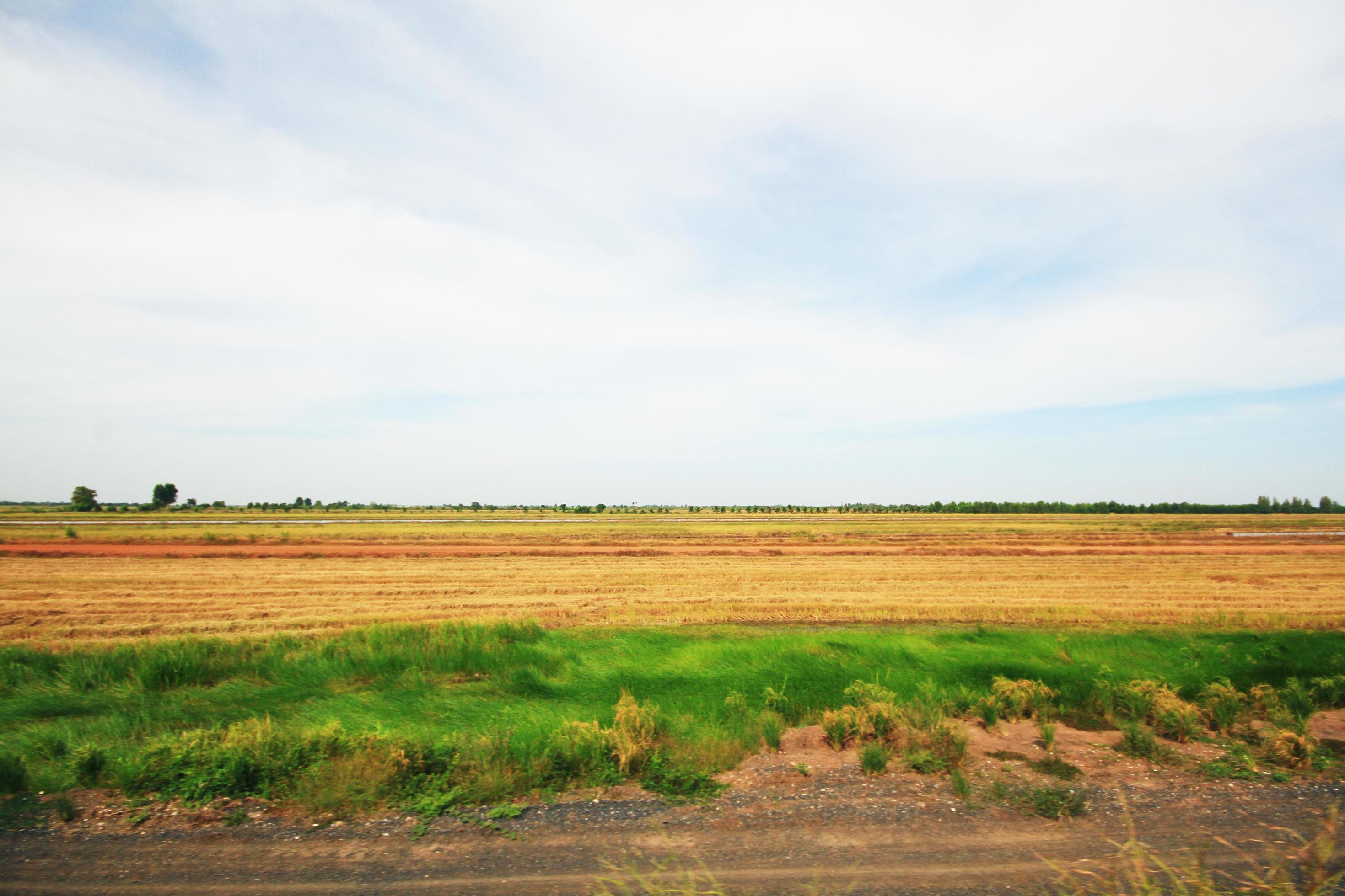 Beautiful Landscape of Fresh green rice fields and plantations near canal in Thailand Stock Free