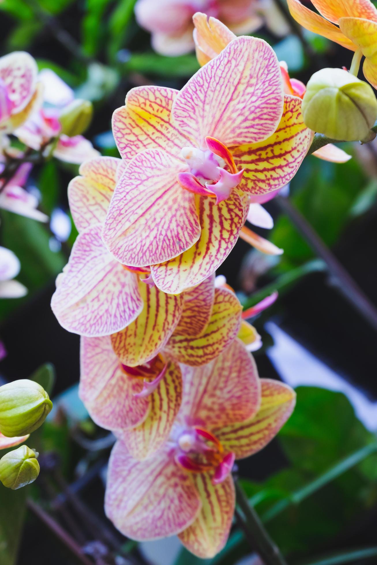 Orchid flower in tropical garden. Phalaenopsis Orchid flower.Floral background.Selective focus. Stock Free