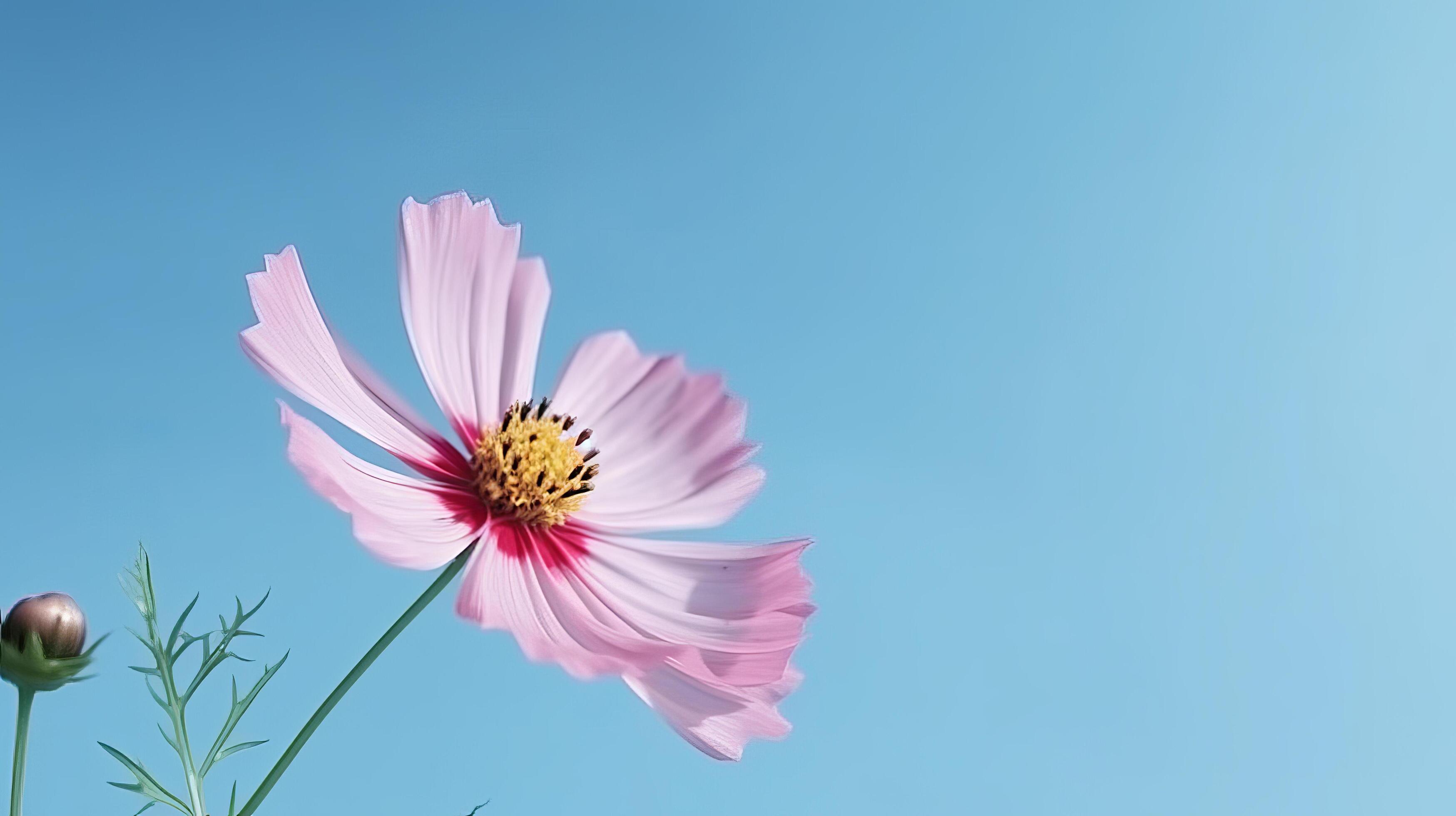 Cosmos flower over sky background. Illustration Stock Free