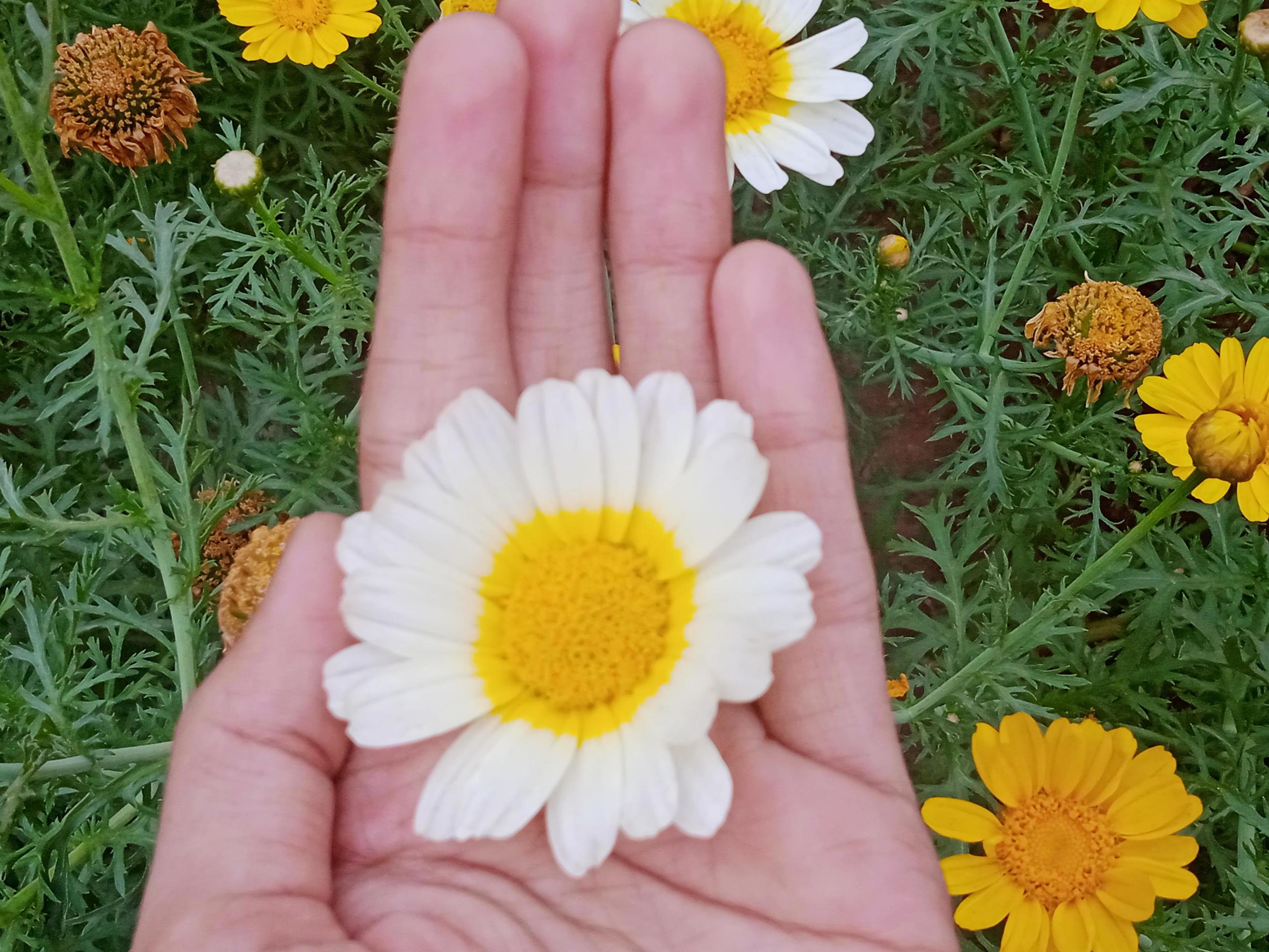 Daisy flower with hand Stock Free