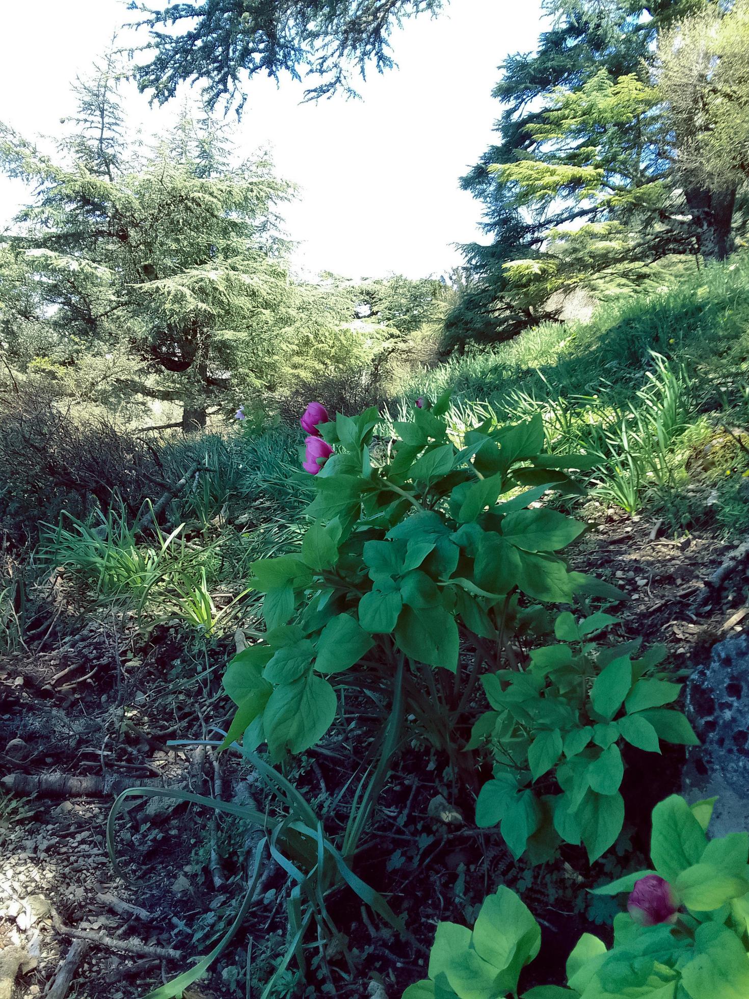 Stunning beauty of Paeonia broteri among the trees of the Rif Mountains a journey into the heart of nature’s magnificent and serene landscapes Stock Free