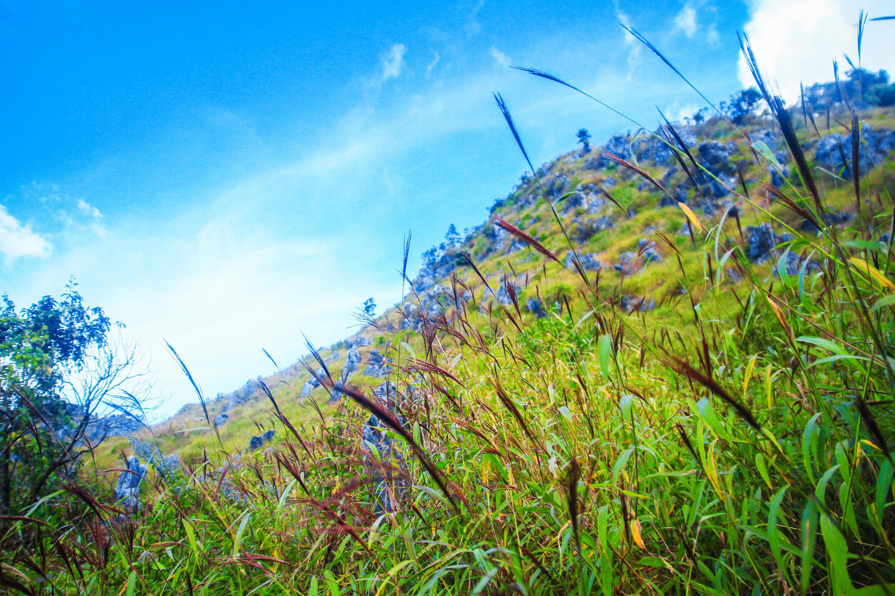 Beautiful grass flowers Landscape of rocky Limestone Mountain and green forest with blu sky at Chiang doa national park in Chiangmai, Thailand Stock Free