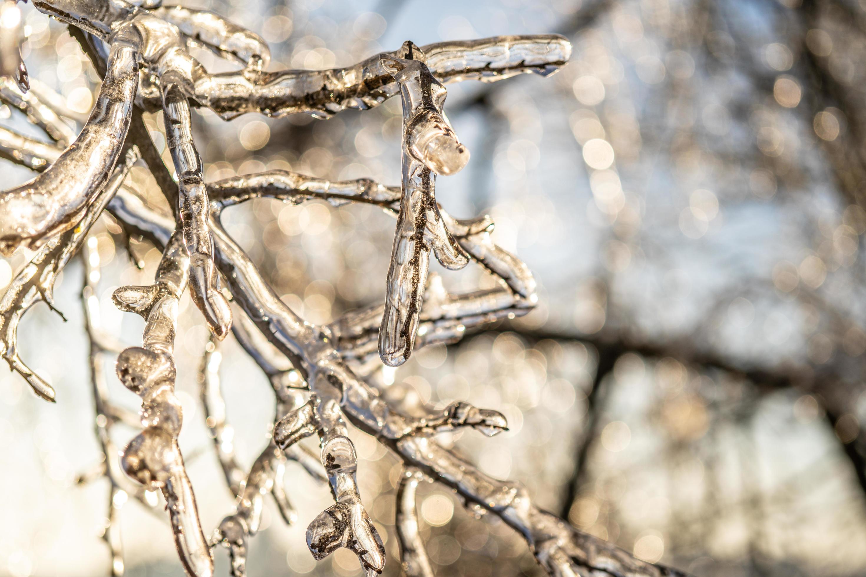 Natural background with ice crystals on plants after an icy rain Stock Free