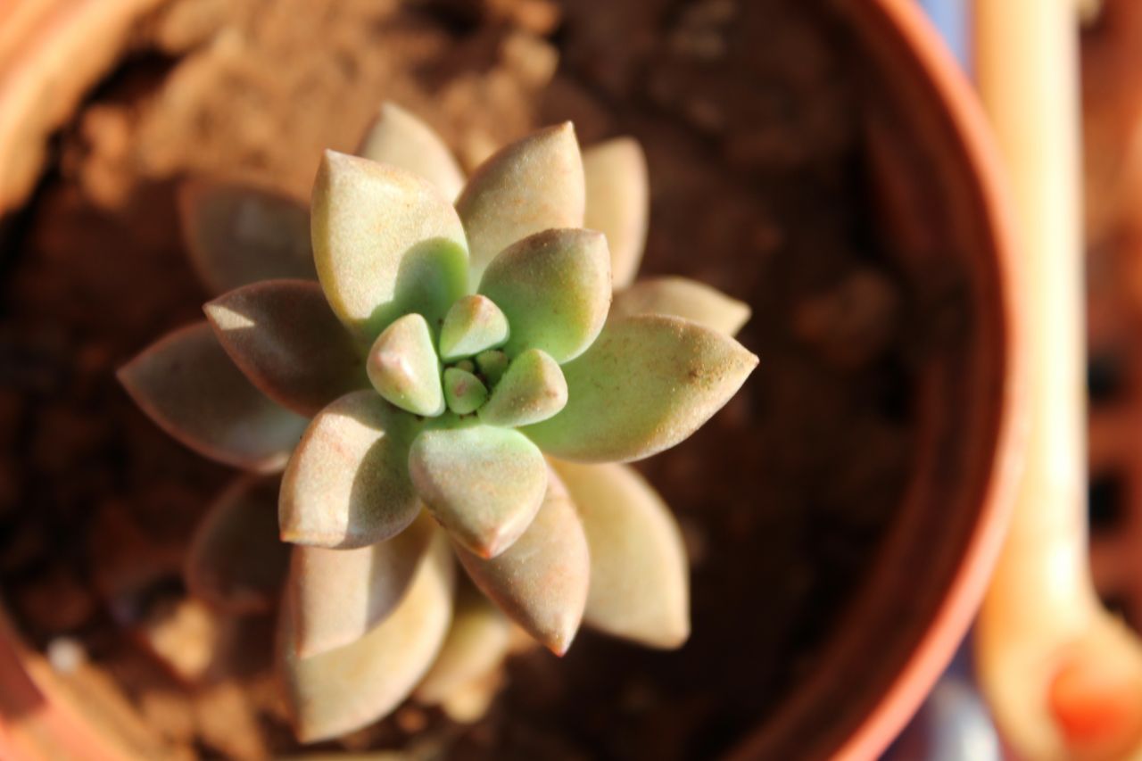 Beautiful Plant Pot Closeup Stock Free