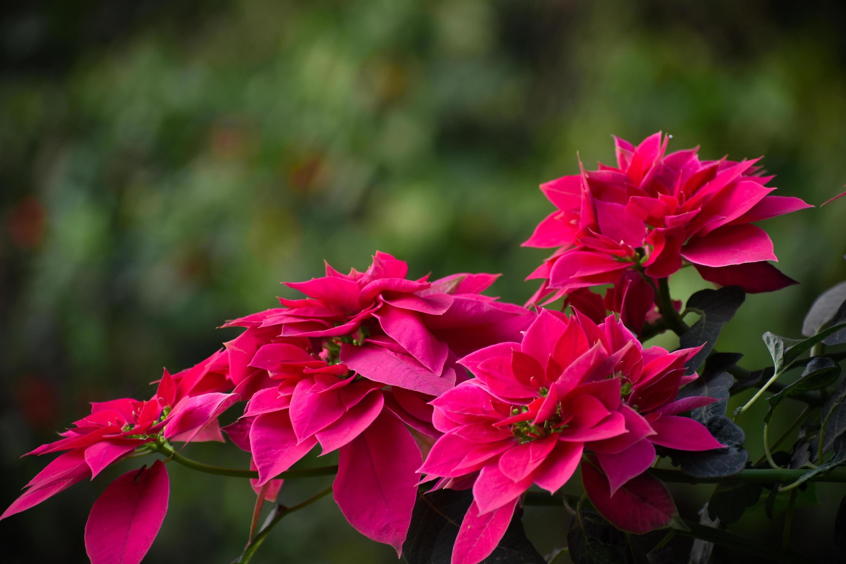 A close up of pink and red poinsettia flowers Stock Free