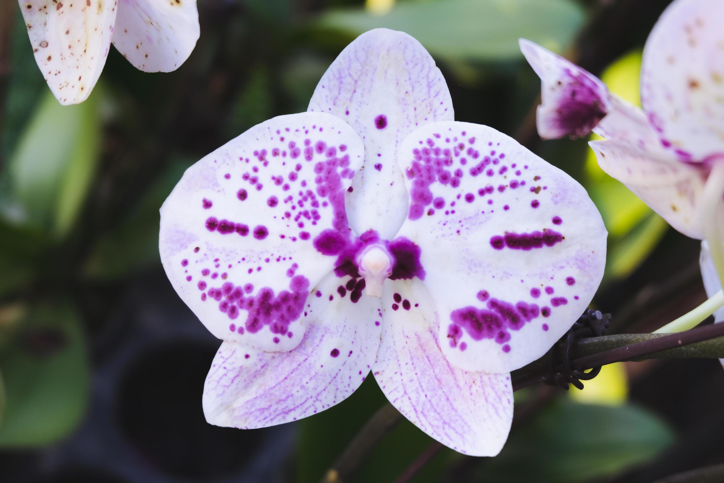 Orchid flower in tropical garden. Phalaenopsis Orchid flower.Floral background.Selective focus. Stock Free