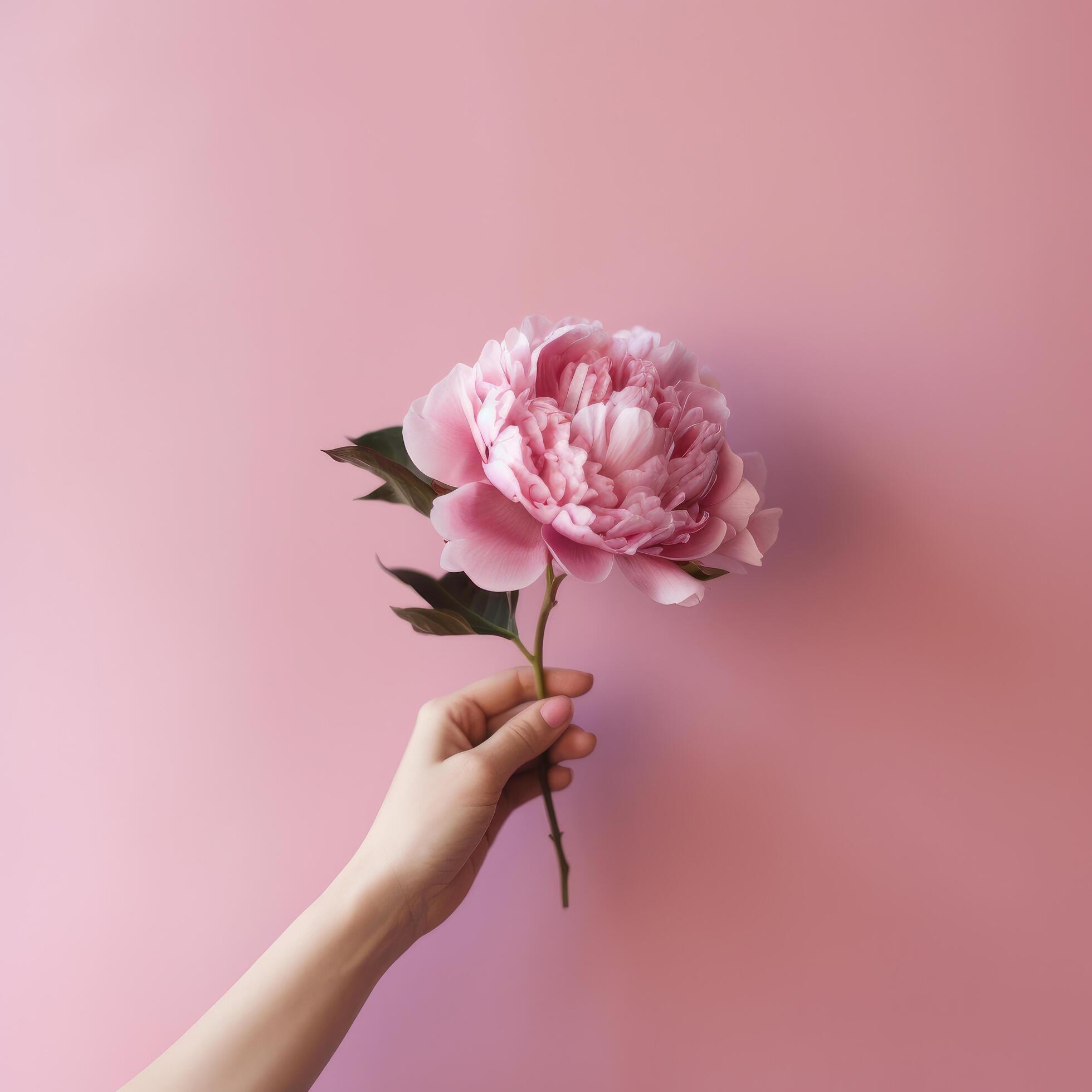 Hand with pink peony flower. Illustration Stock Free