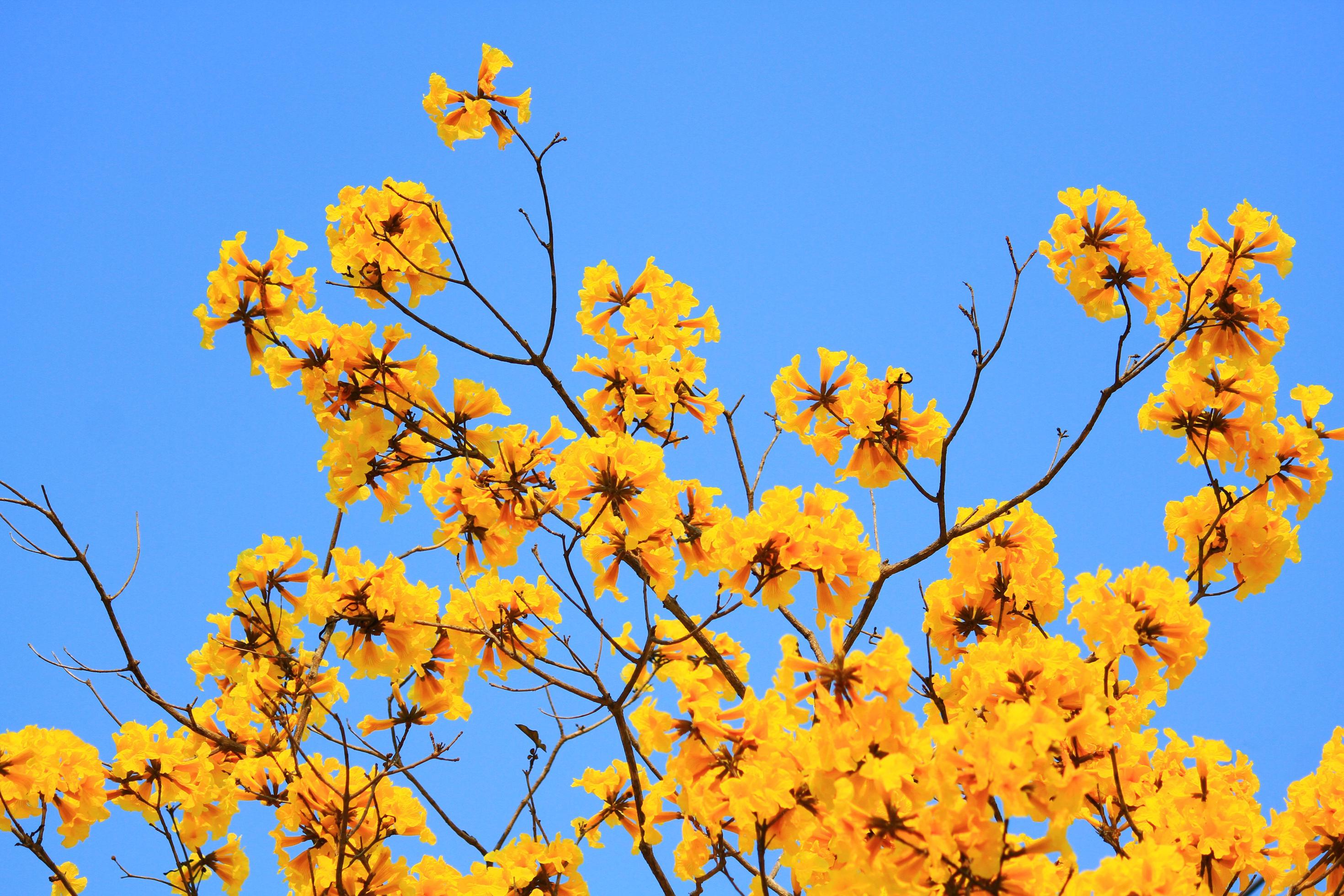 Blossom Dwarf Golden Trumpe flowers with blue sky. Tabebuia chrysotricha flowers Stock Free