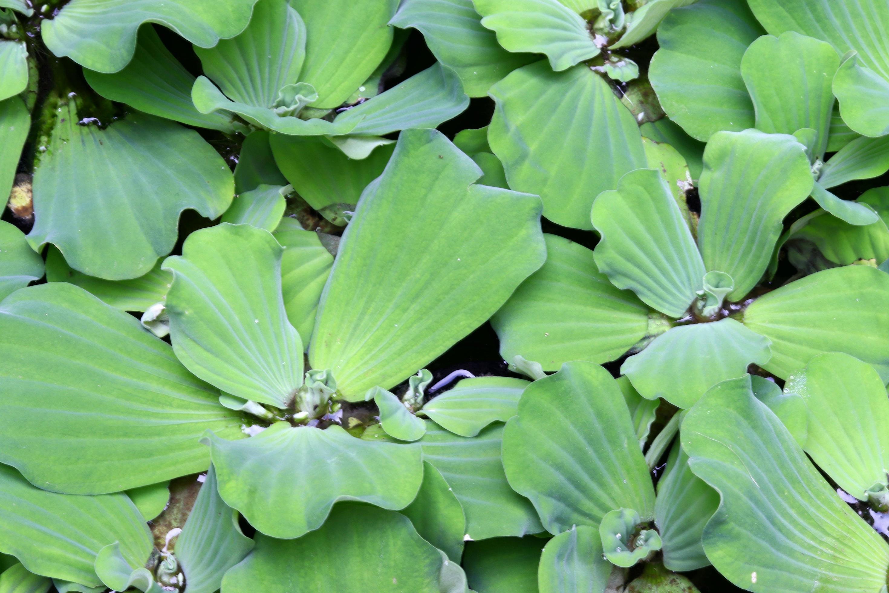 Plants live in water type flower leaves in fish farm pond Stock Free