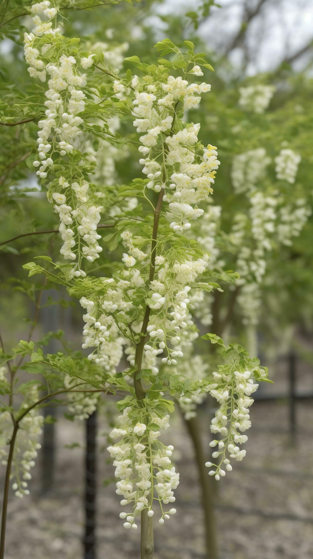 The green Sophora japonica trees are full of white Sophora japonica flowers, generate ai Stock Free